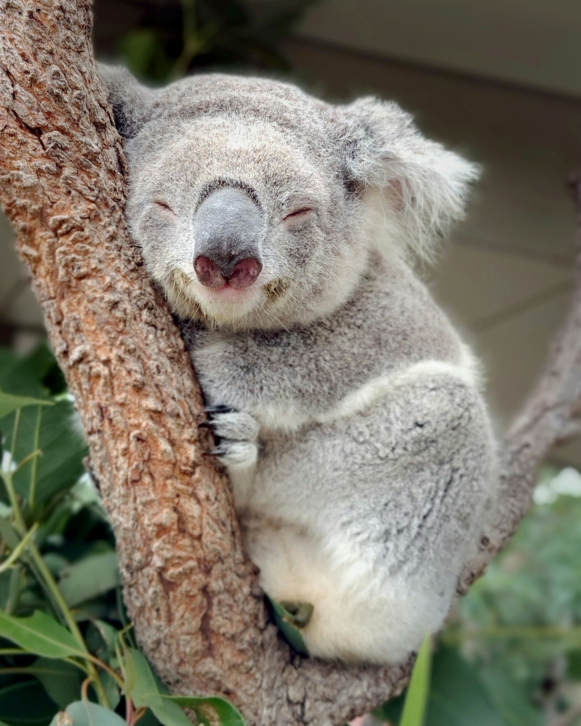 かわいいコアラが木の枝の上で穏やかに眠っている