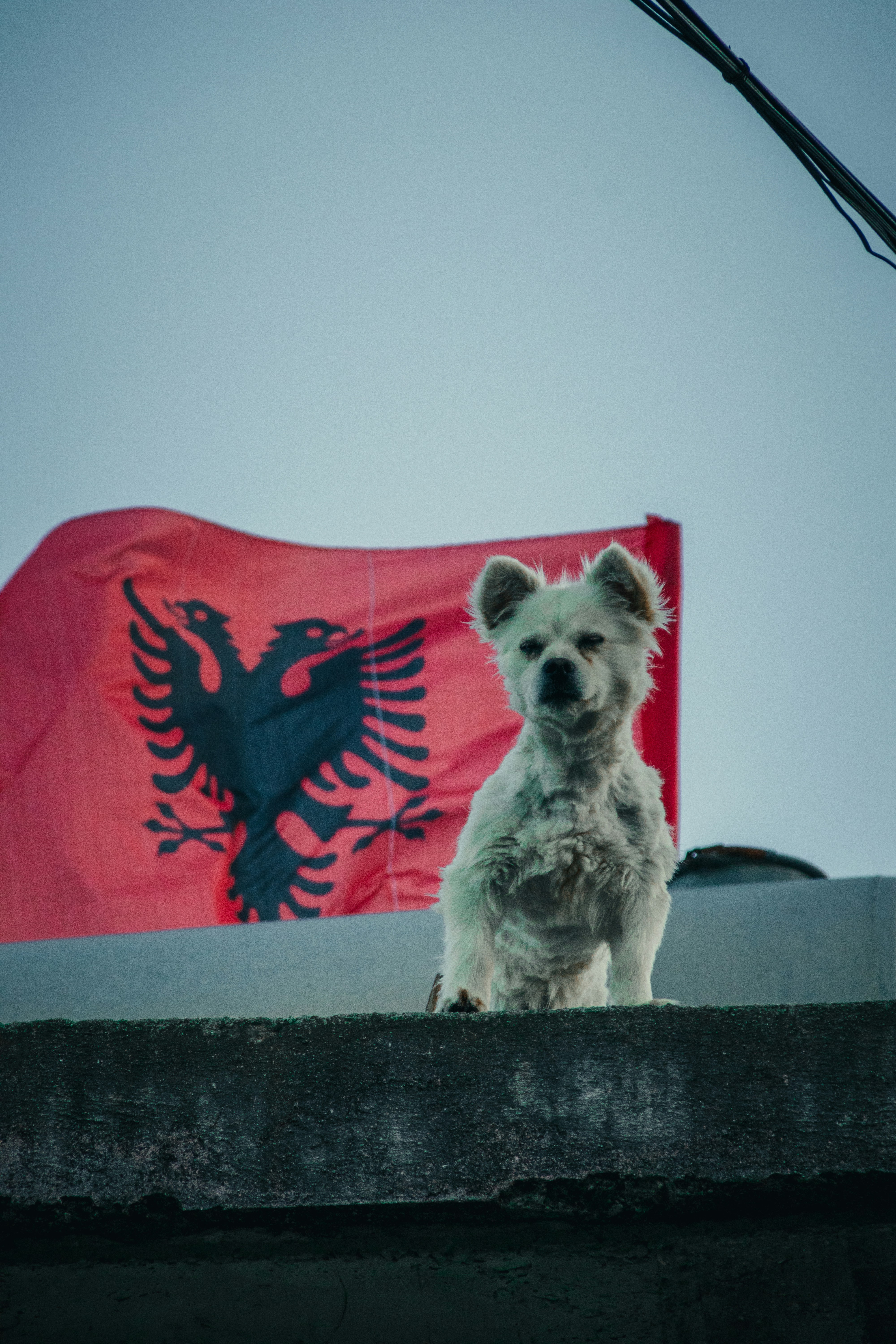 Small white dog sitting in front of the albanian flag.