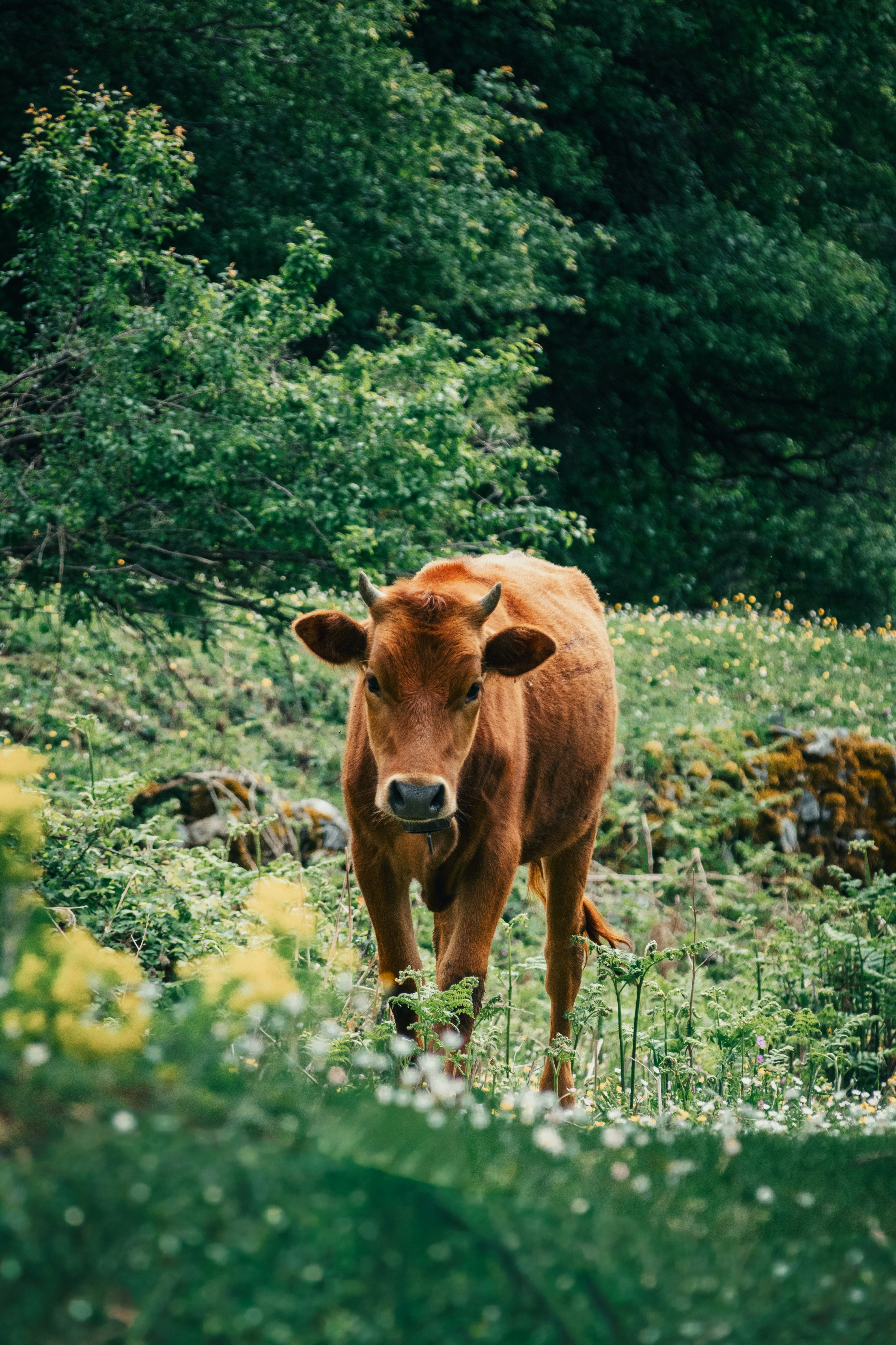A brown cow stands in a green field with trees