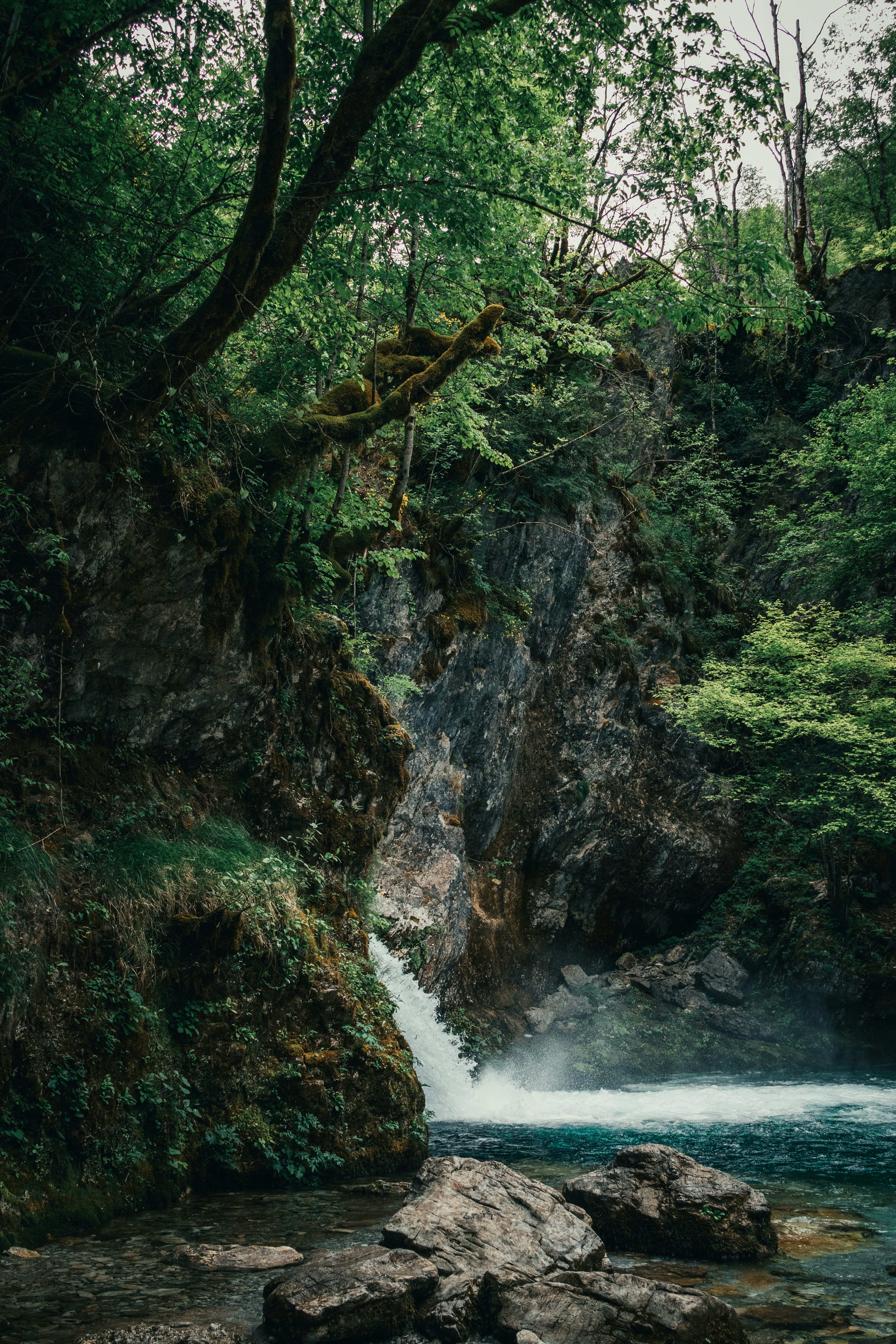 Lush forest with a waterfall cascading into a rocky river