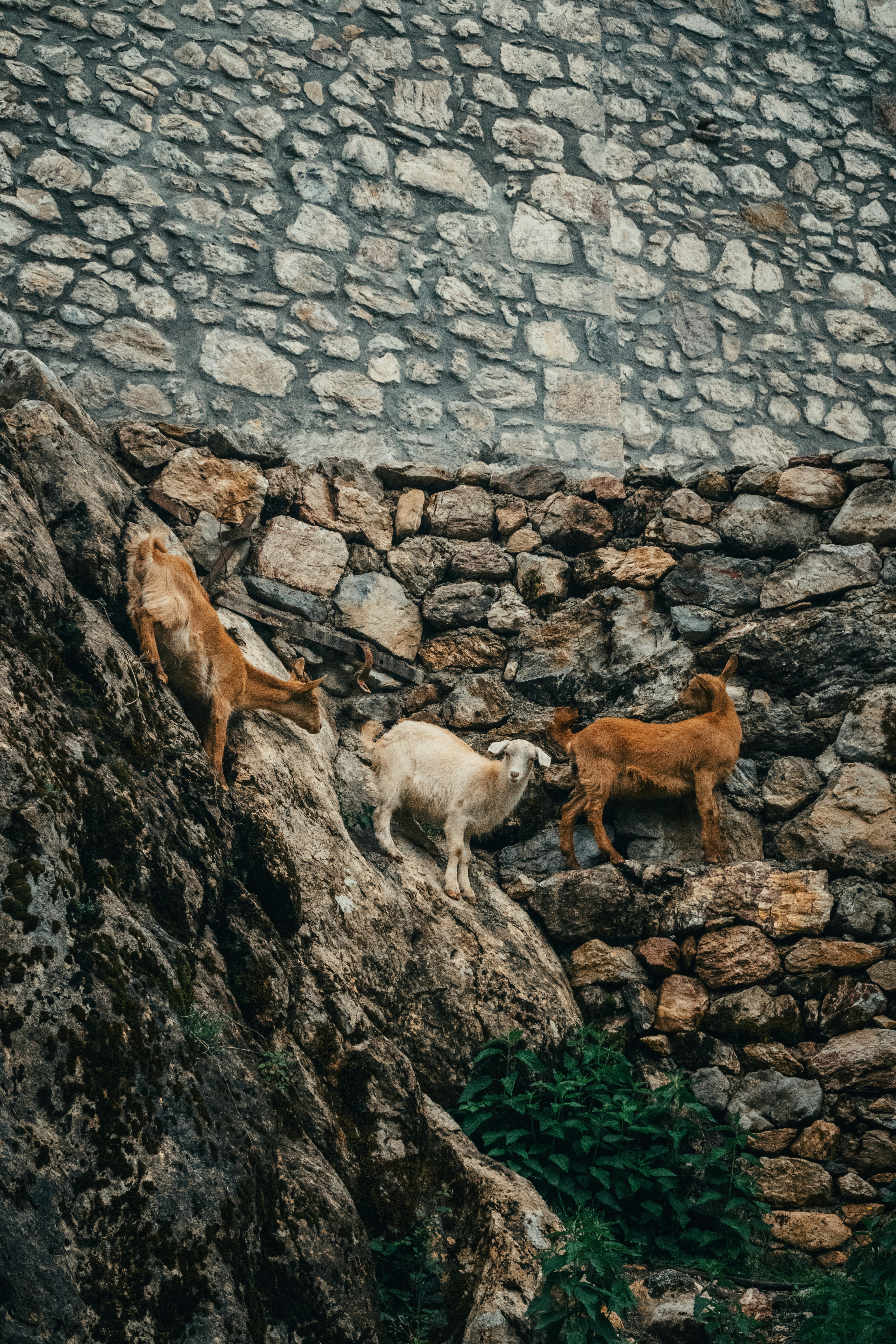 Three goats climbing a rocky stone wall