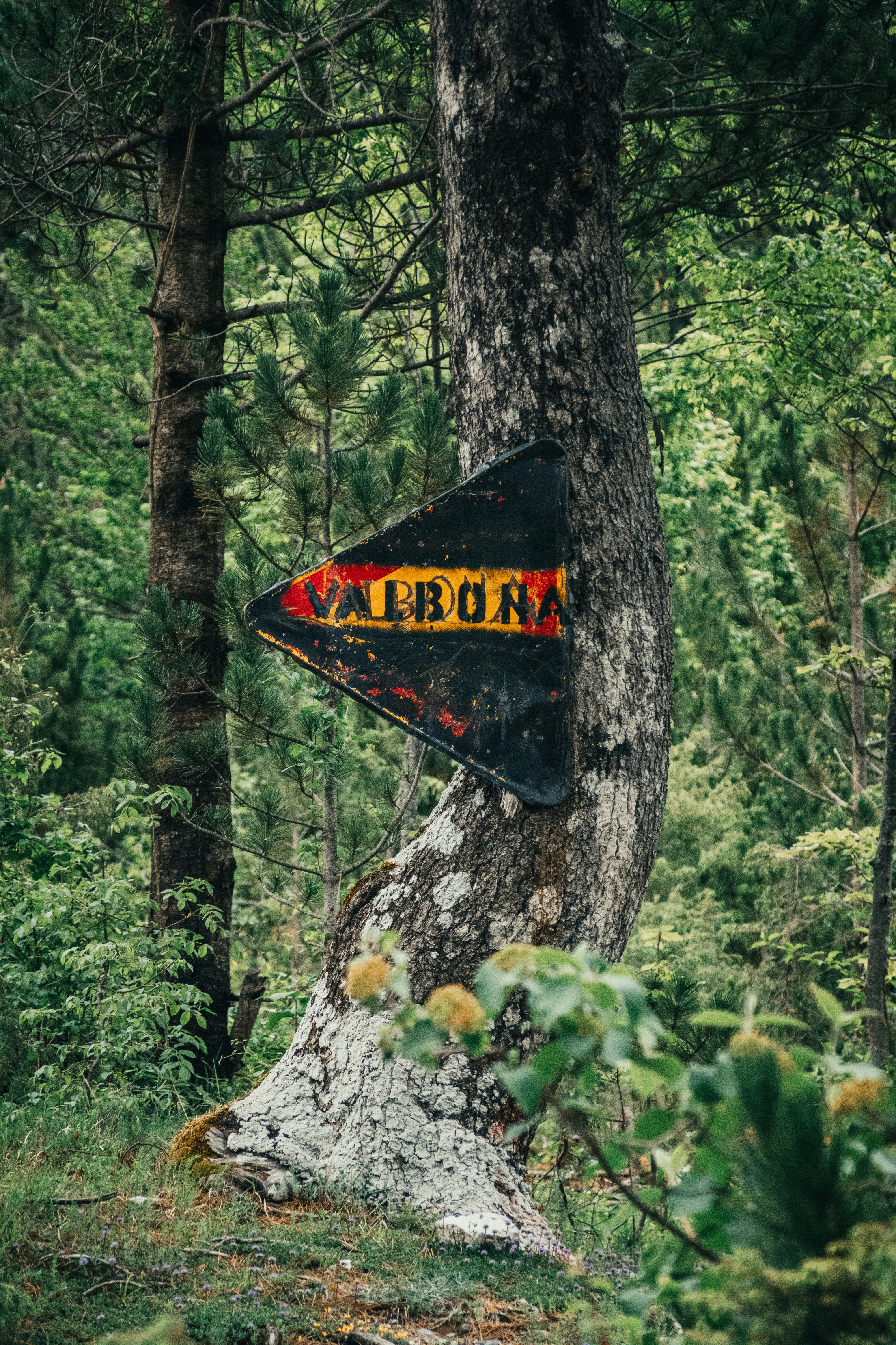 Rustic valbona sign on a tree in a lush forest