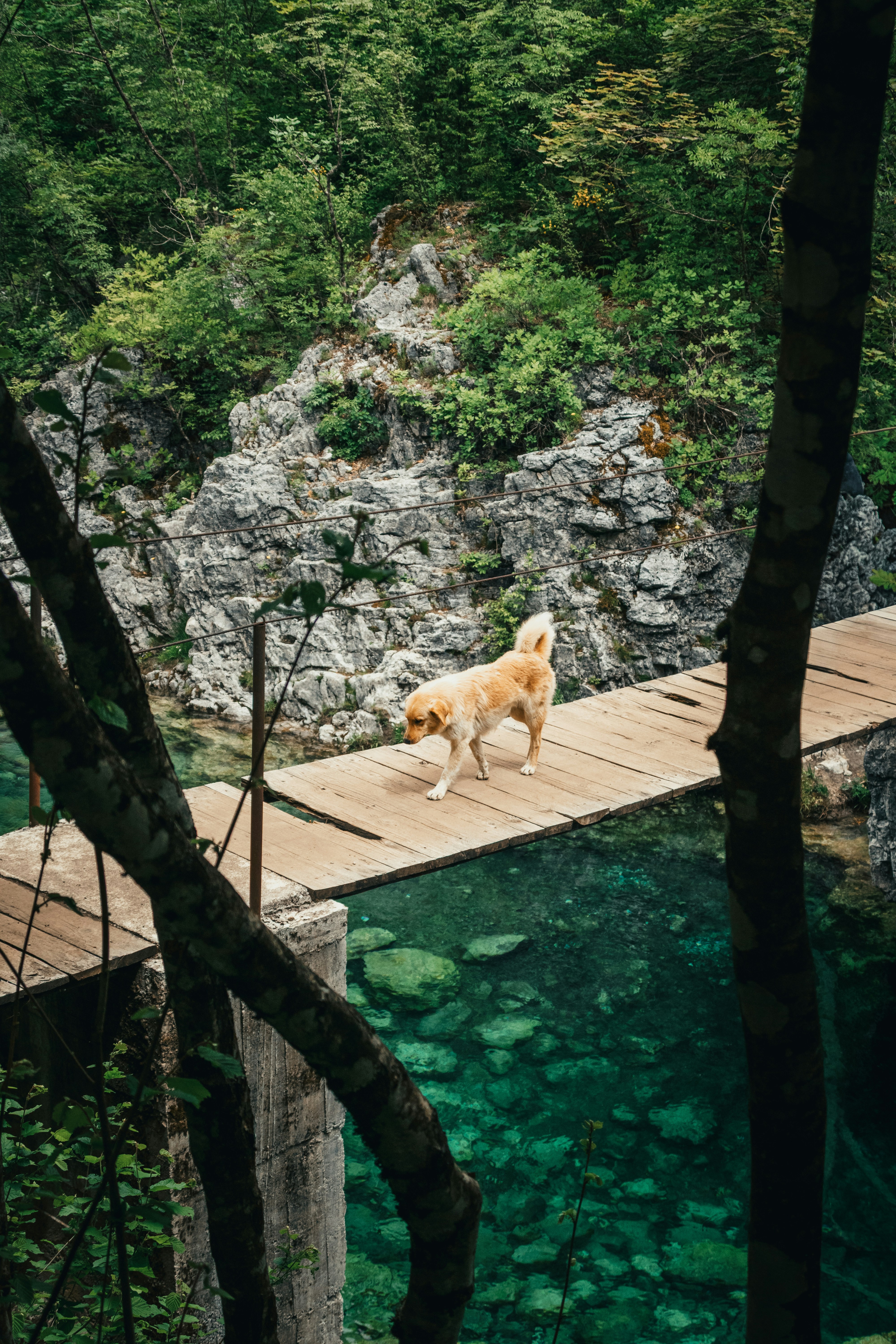Golden dog on wooden bridge over clear turquoise river
