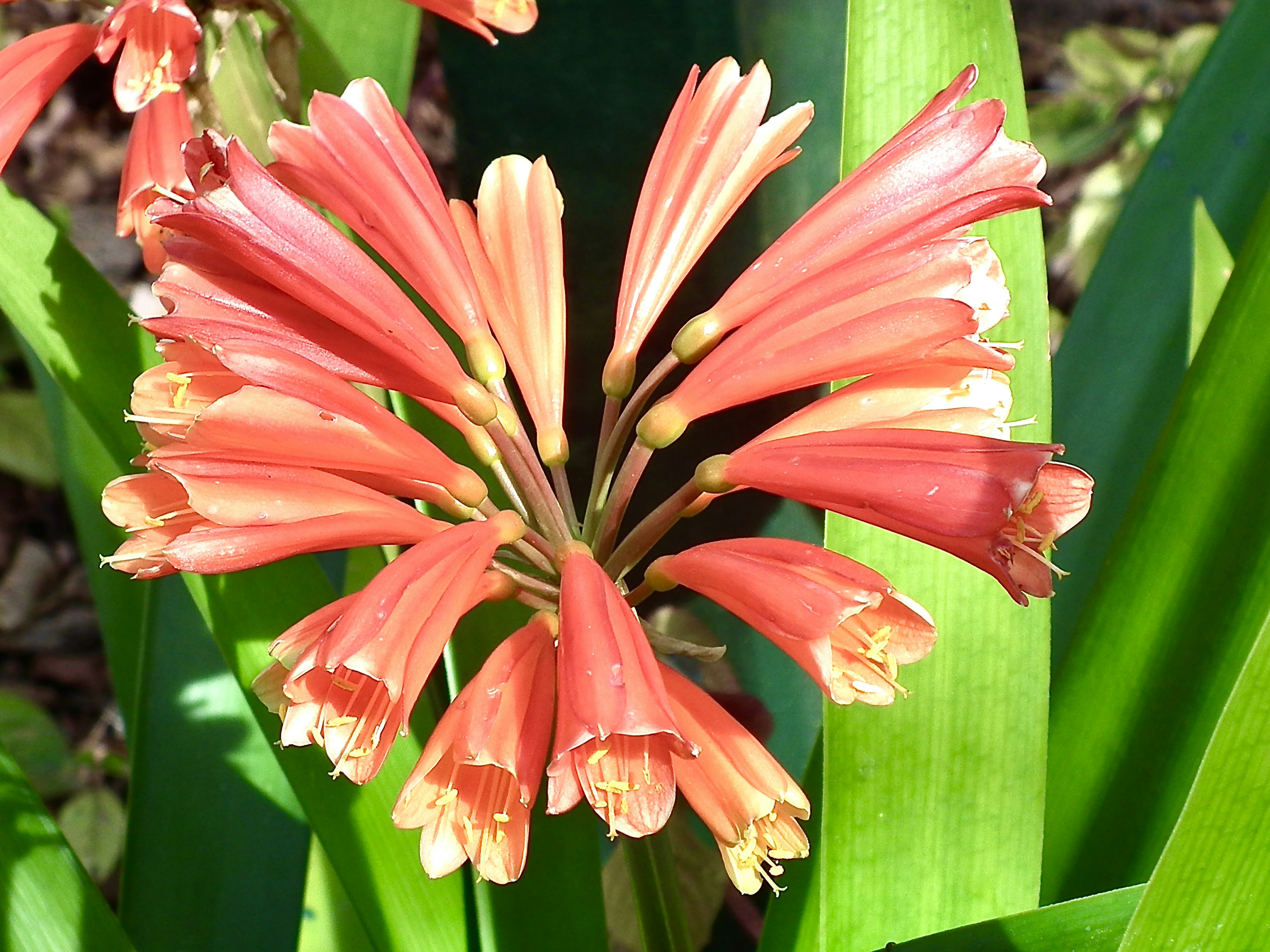 Un bouquet vibrant de fleurs trompettes couleur corail aux feuilles vertes.