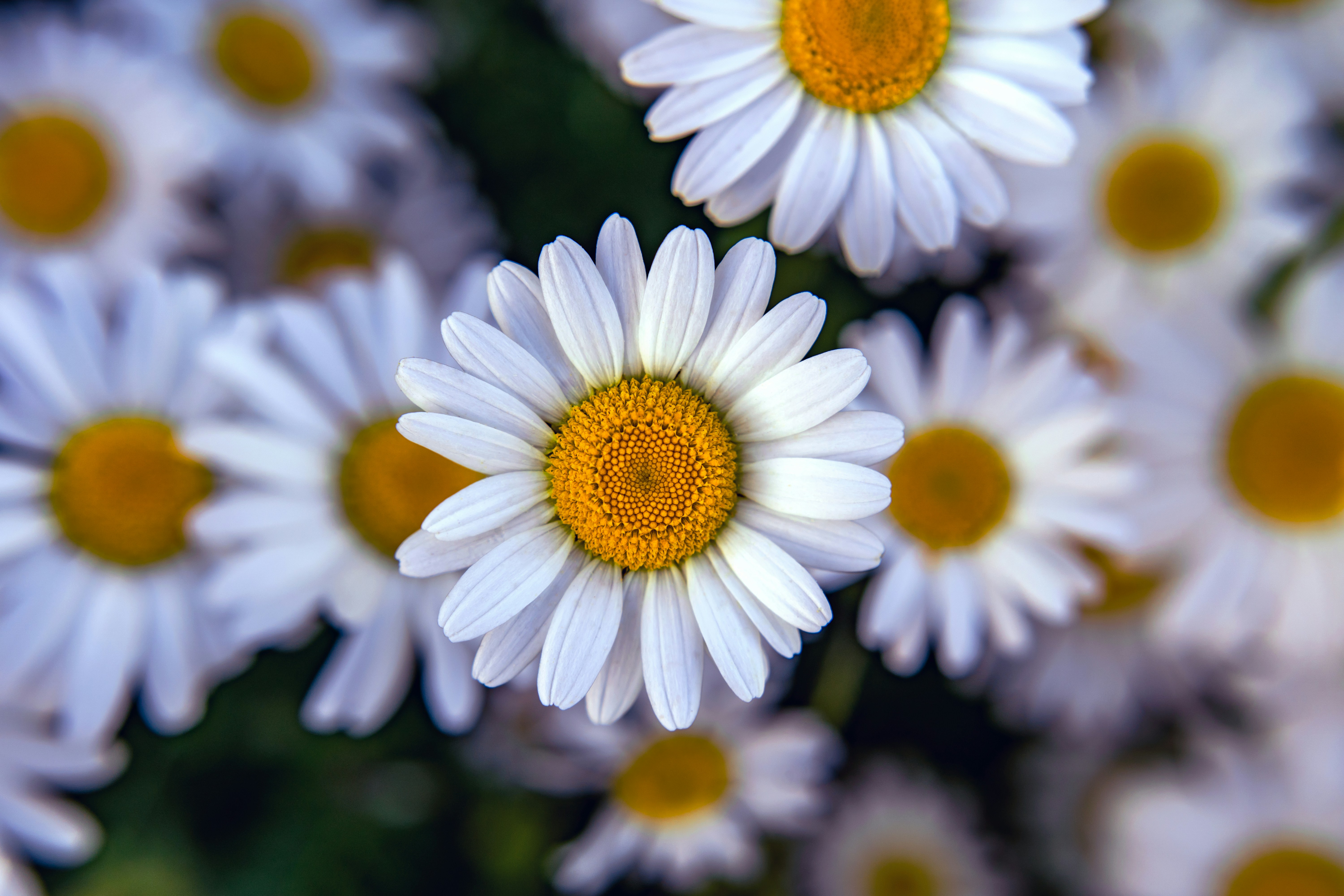 White daisies with bright yellow centers blooming