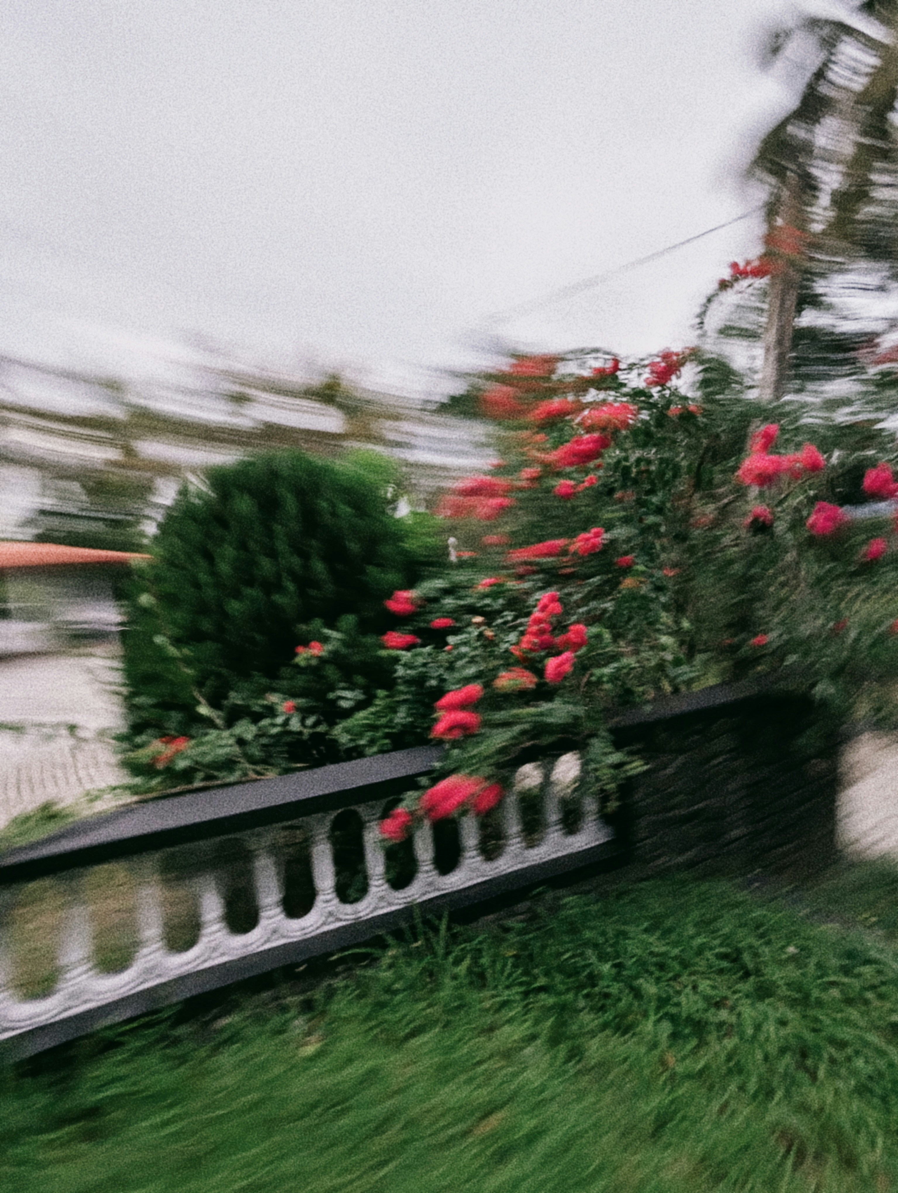A motion photo of a flower blossom beside a fence