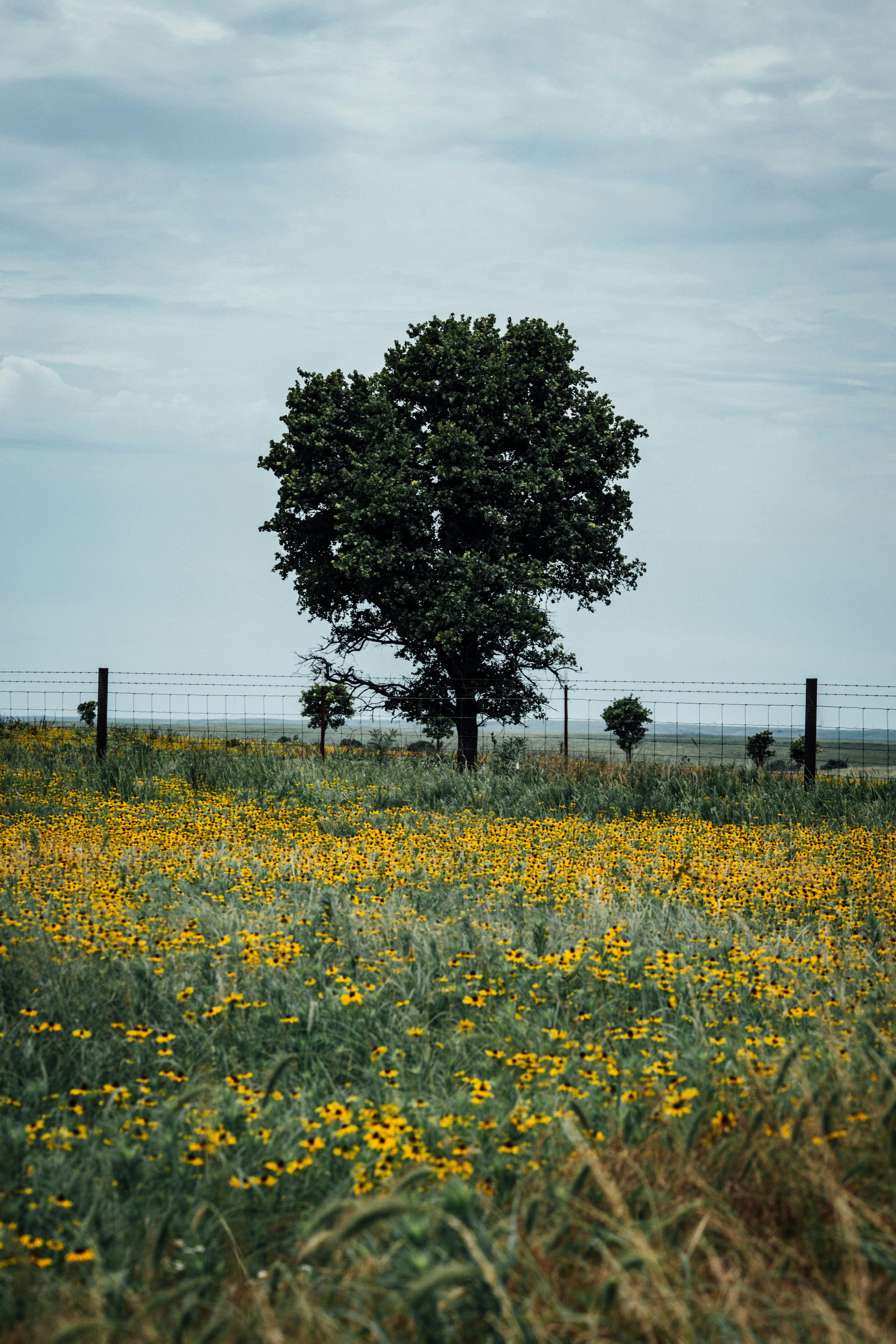 Un arbre solitaire dans un champ de fleurs sauvages jaunes.