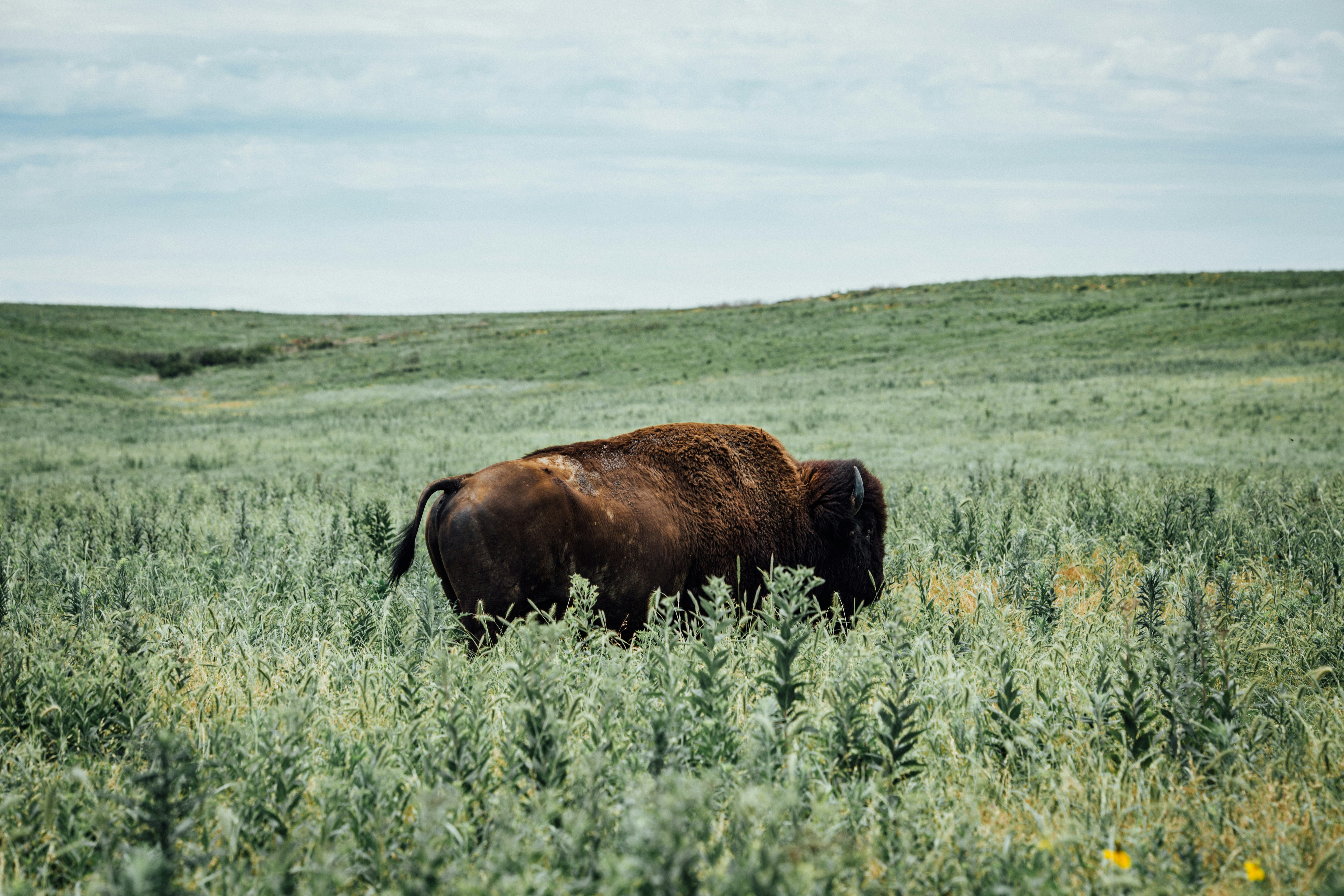 Un bison paître dans un champ vert.