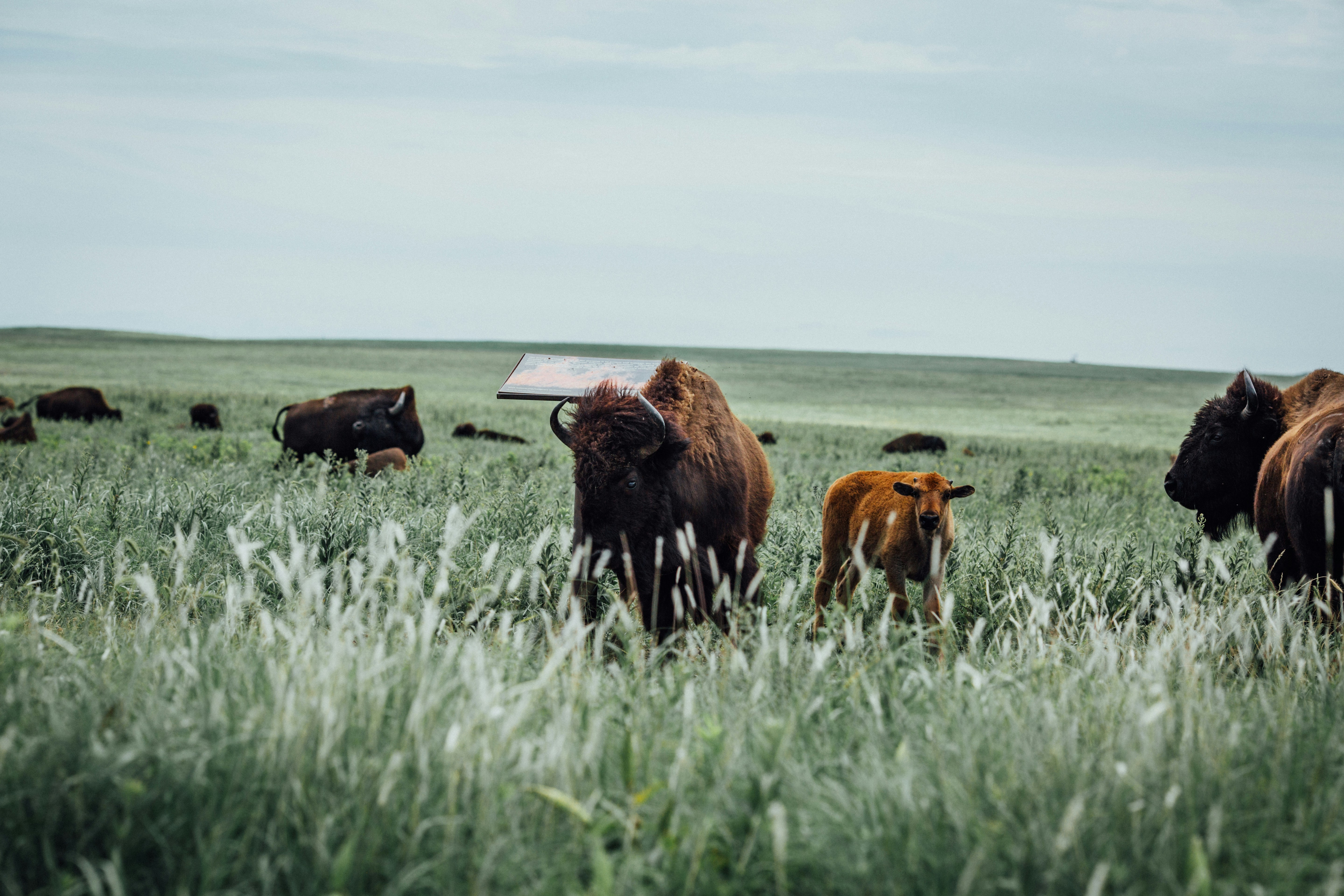 Bisons et veaux paîtrant dans un vaste champ vert.