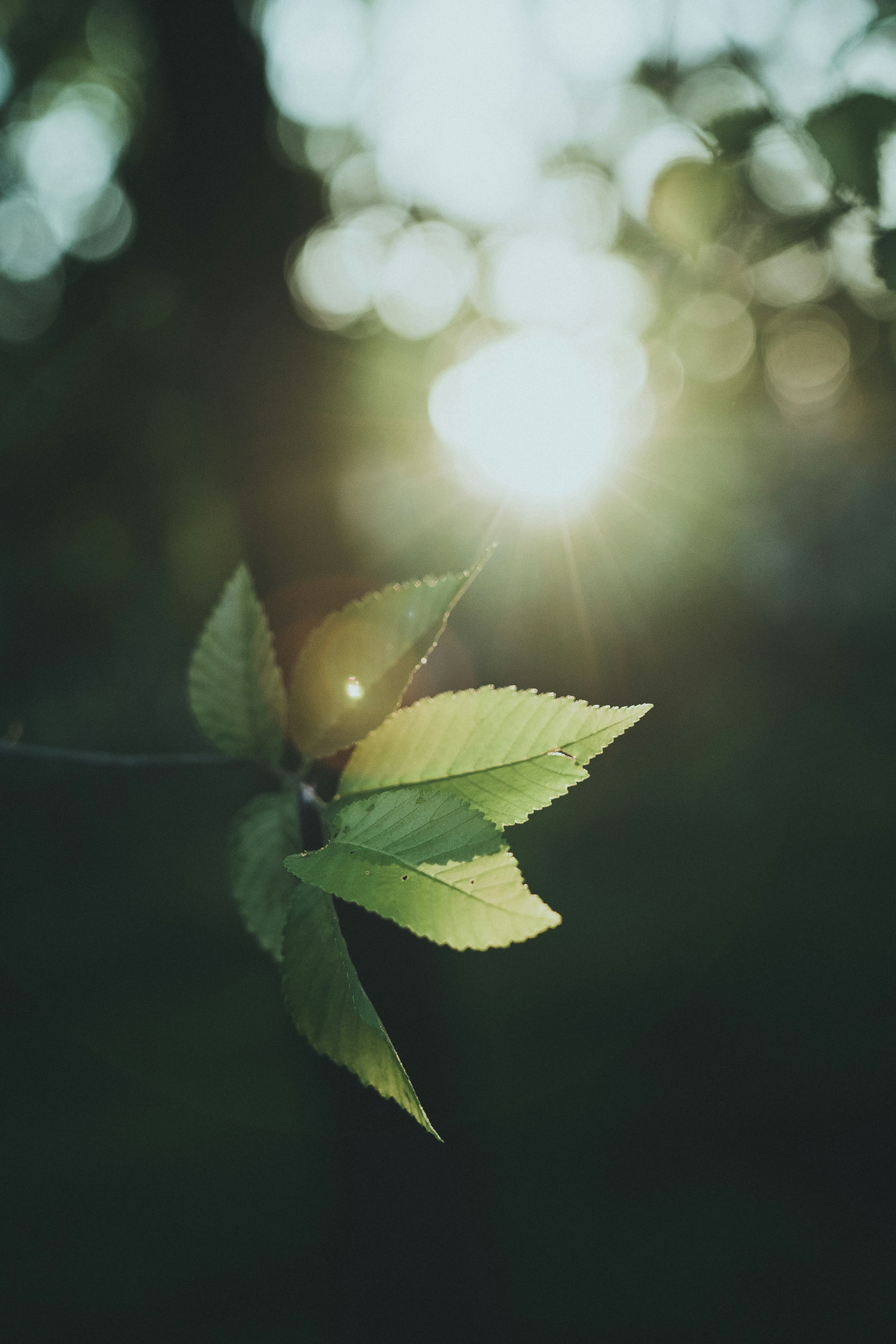 Vibrant green leaves illuminated by a bright sun flare.