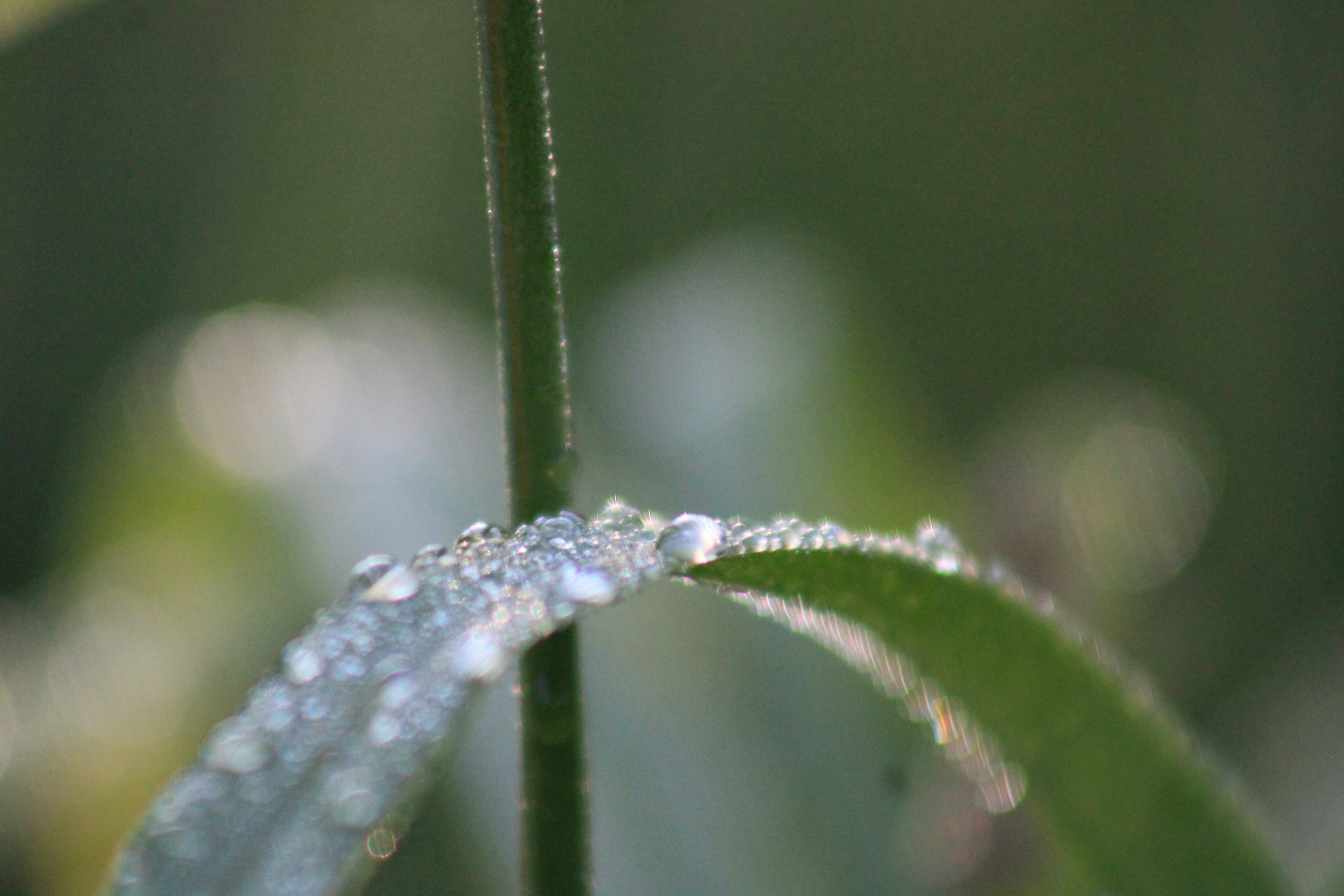 Morning dew drops glisten on a vibrant green plant leaf.