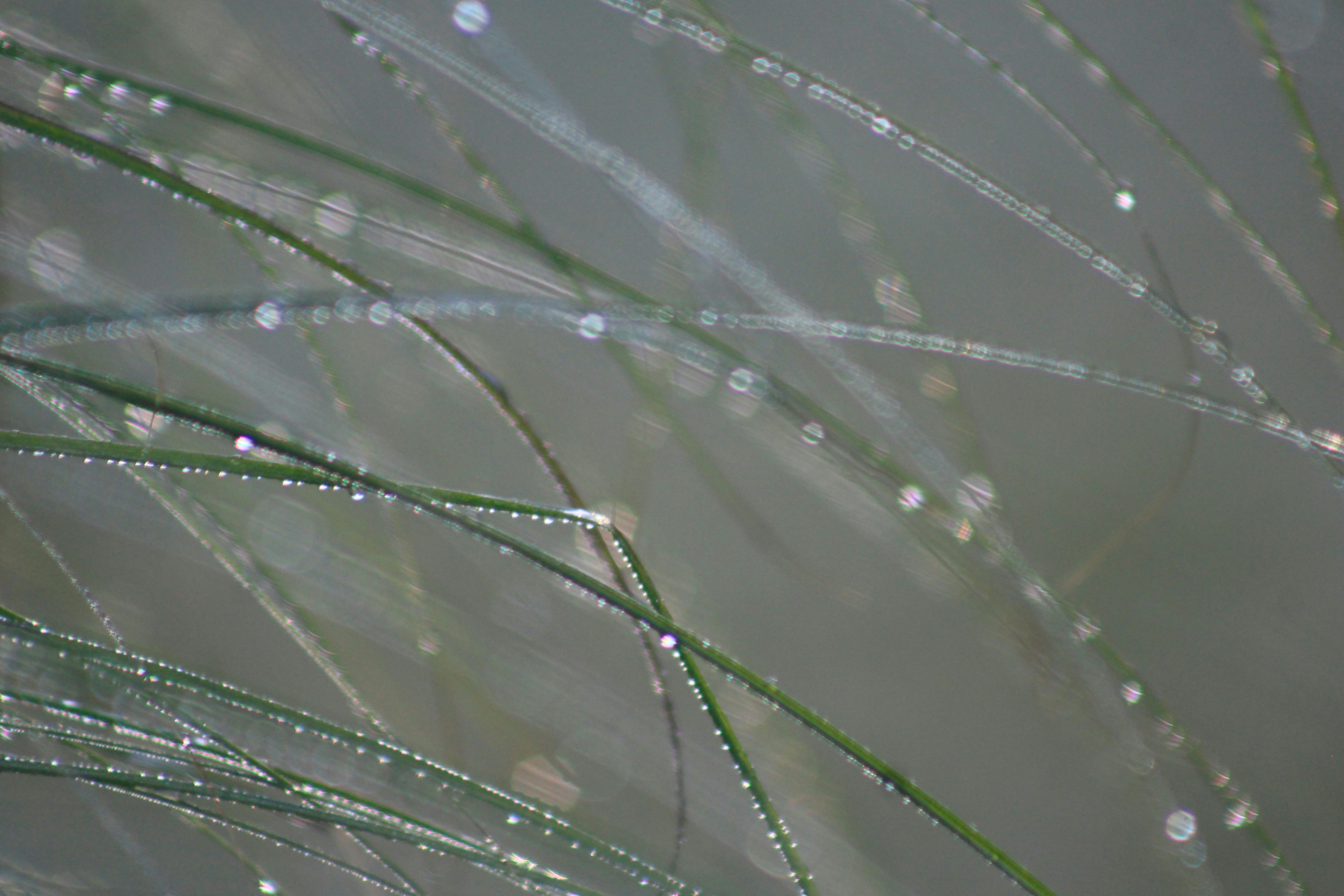 Green grass blades covered in sparkling water droplets.