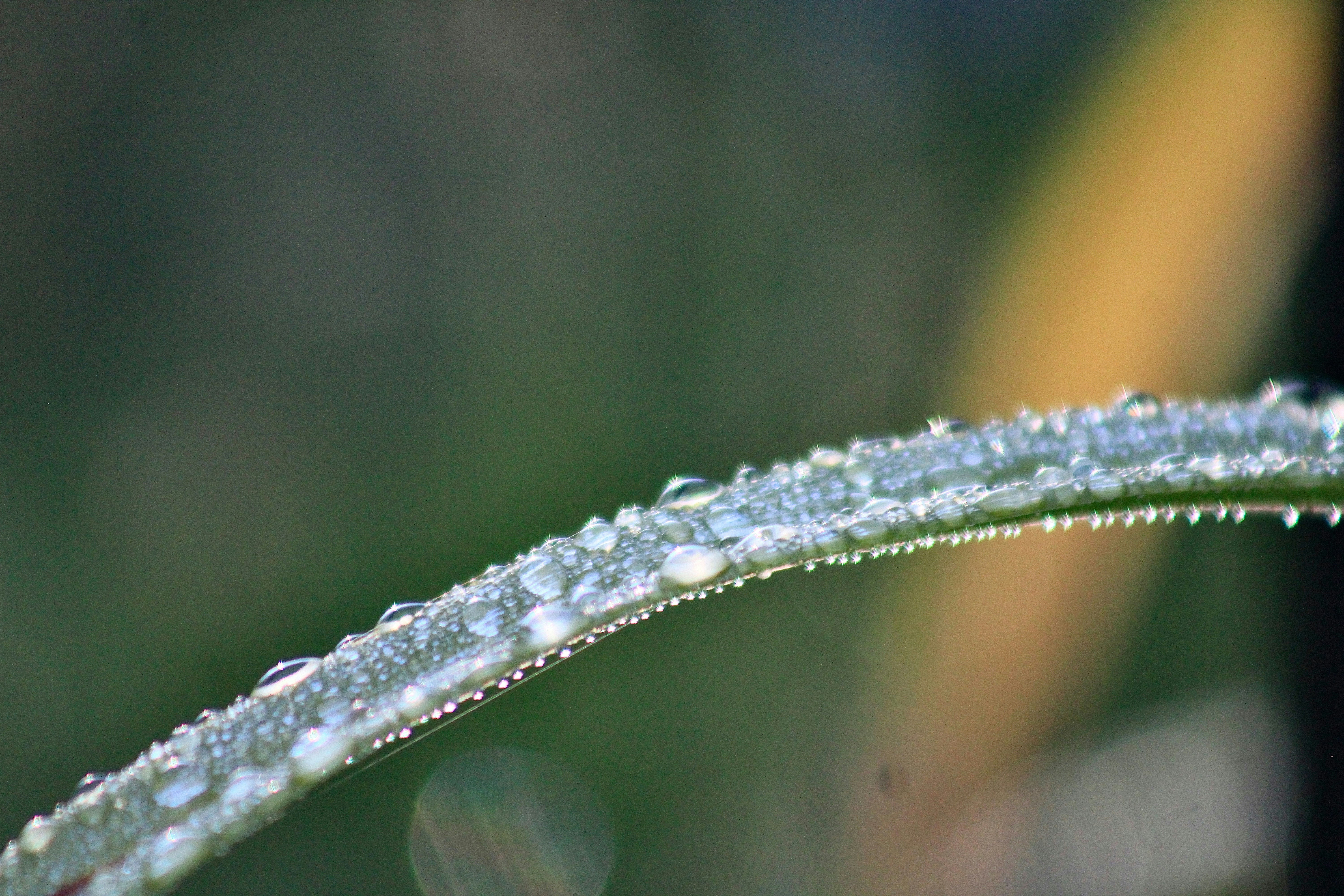 A close-up of a grass blade covered in morning dew.