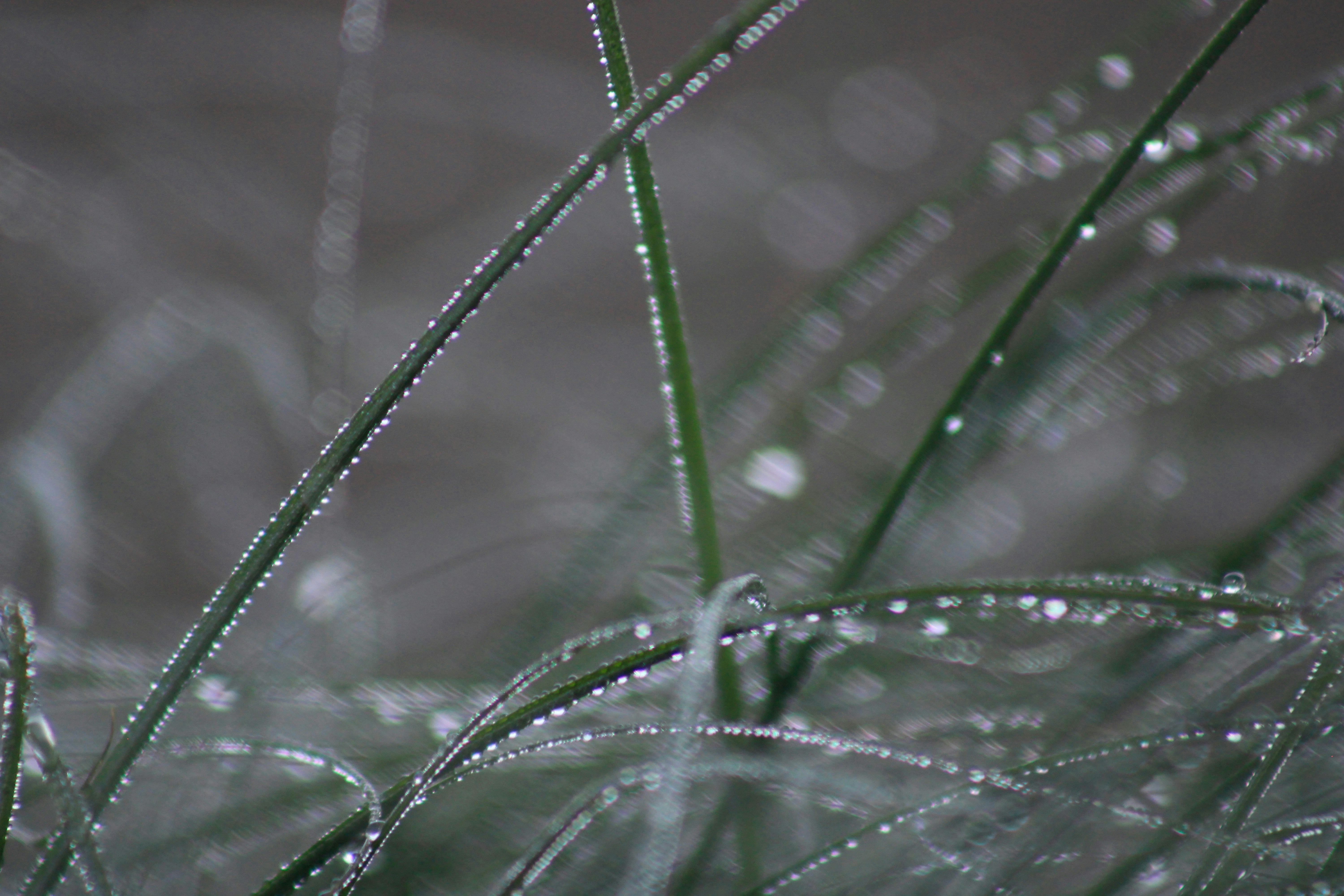 Green grass blades sparkle with numerous morning dew drops.