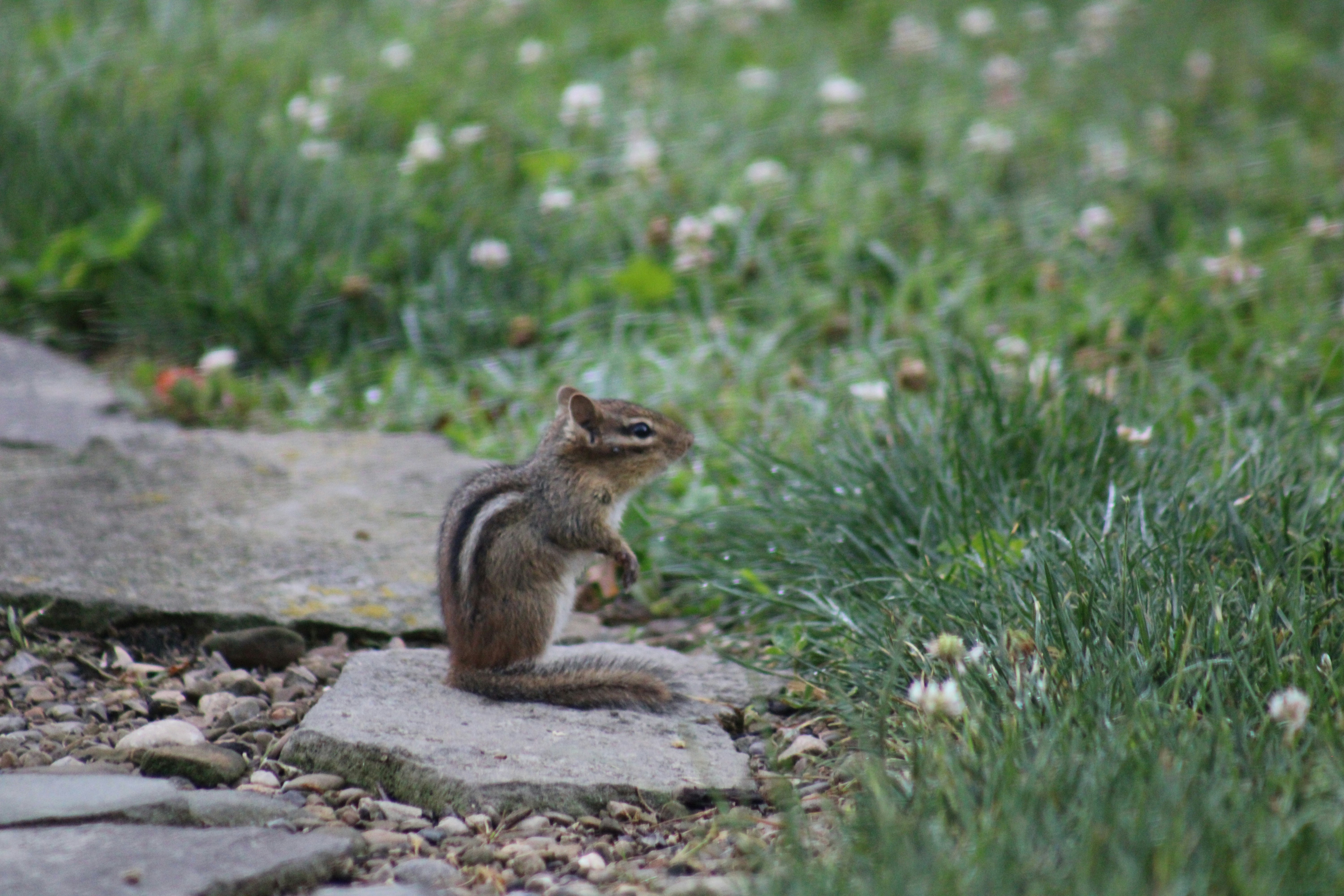 A chipmunk standing on a stone path.