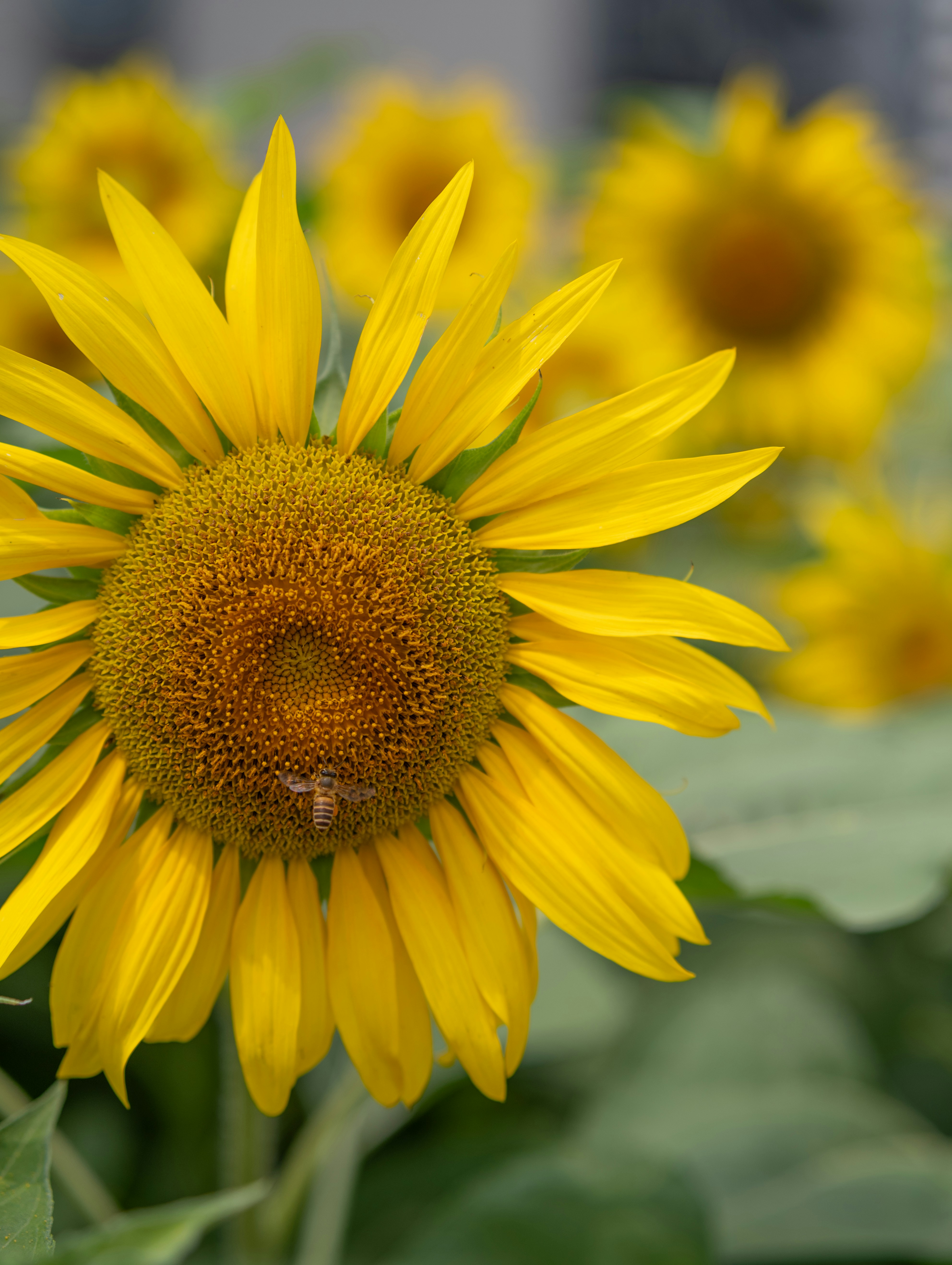 A bee collects pollen from a vibrant sunflower.