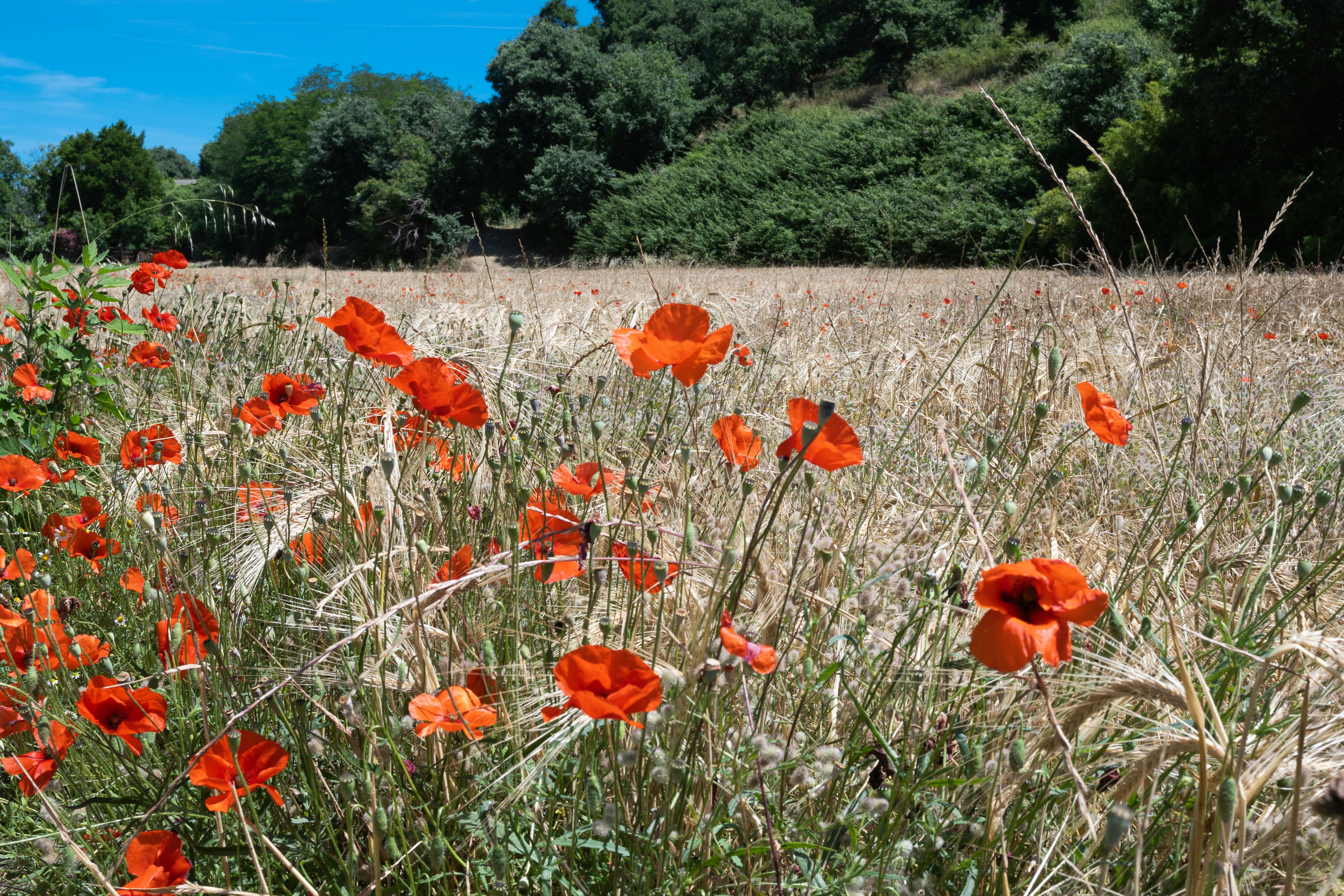 Vibrant red poppies in a field of dry grass.