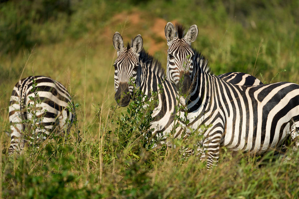 Three zebras standing in green grass in Lake Mburo National Park