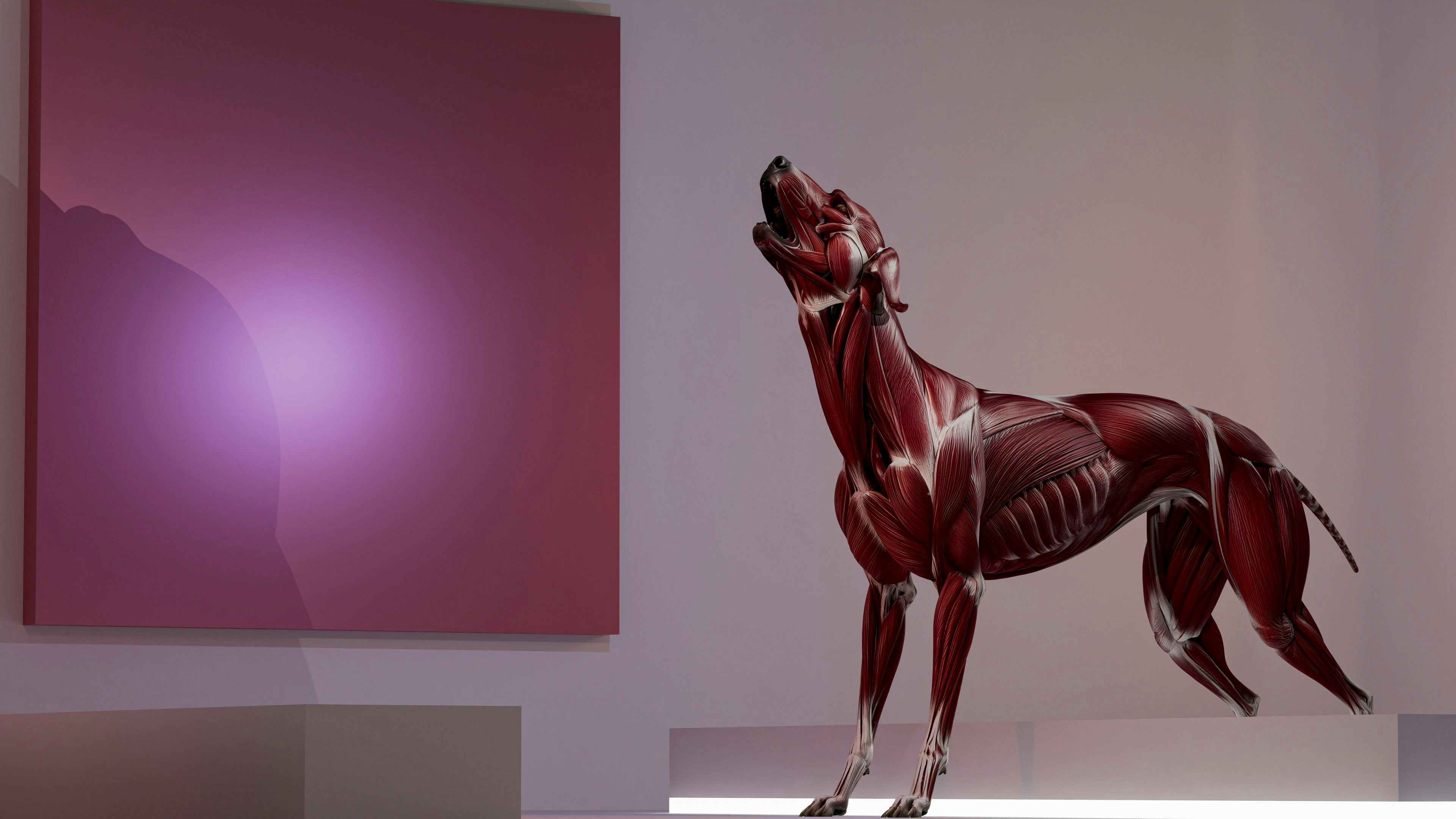Un modelo de anatomía canina aullando junto a un cuadrado rosa.