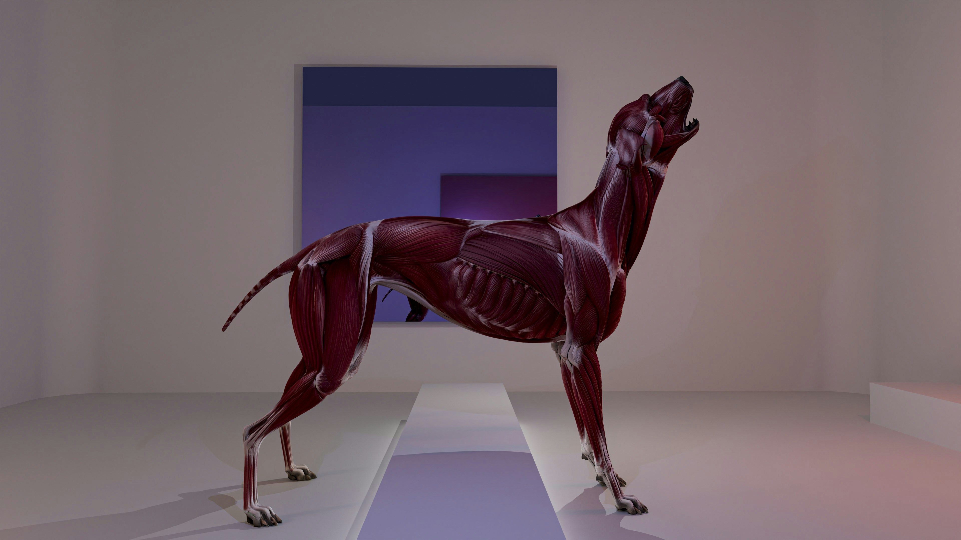 울부짖는 자세로 근육을 보여주는 3D 해부학 개 모델.