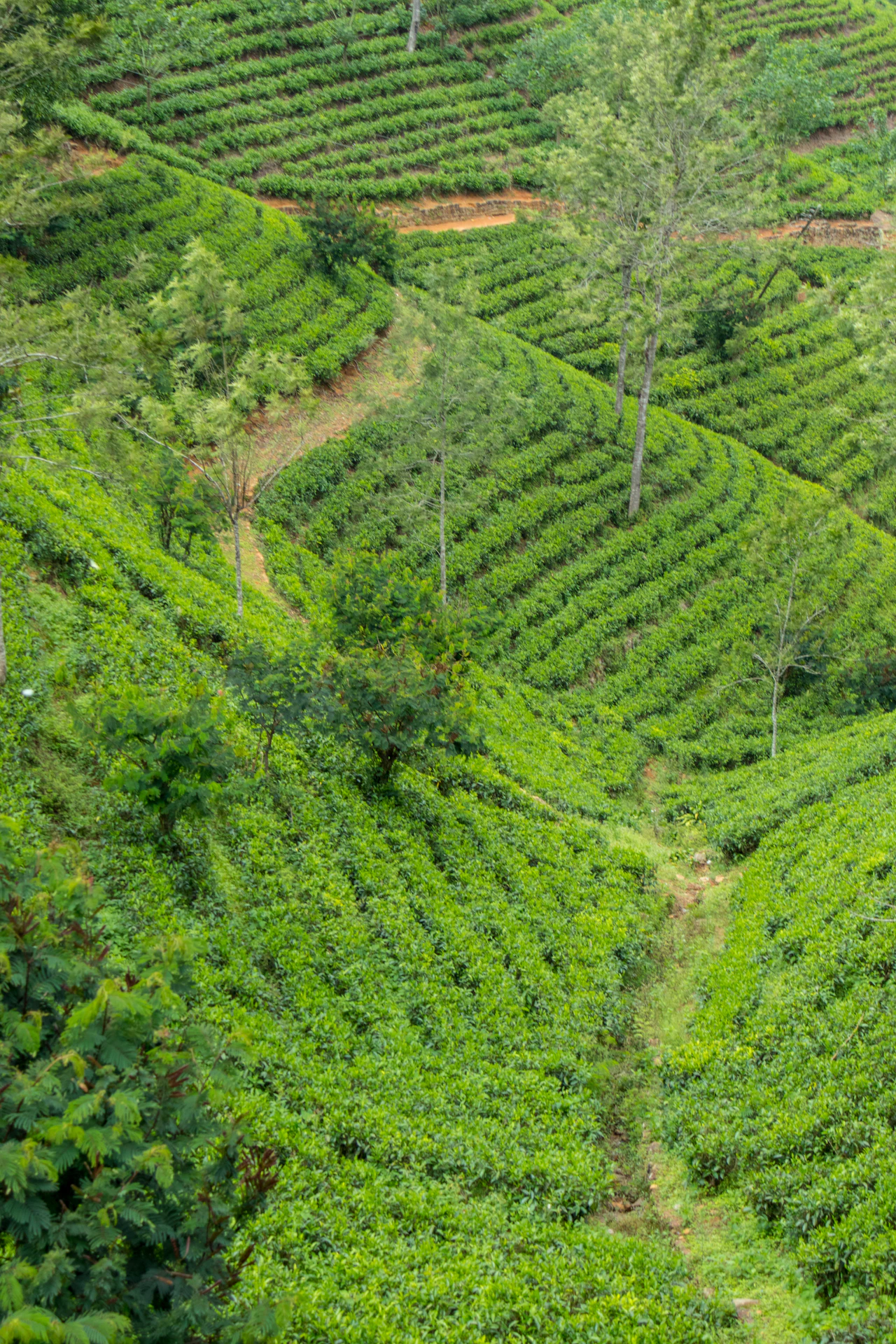 Best Time to Visit Sri Lanka: A Month-by-Month Weather Guide