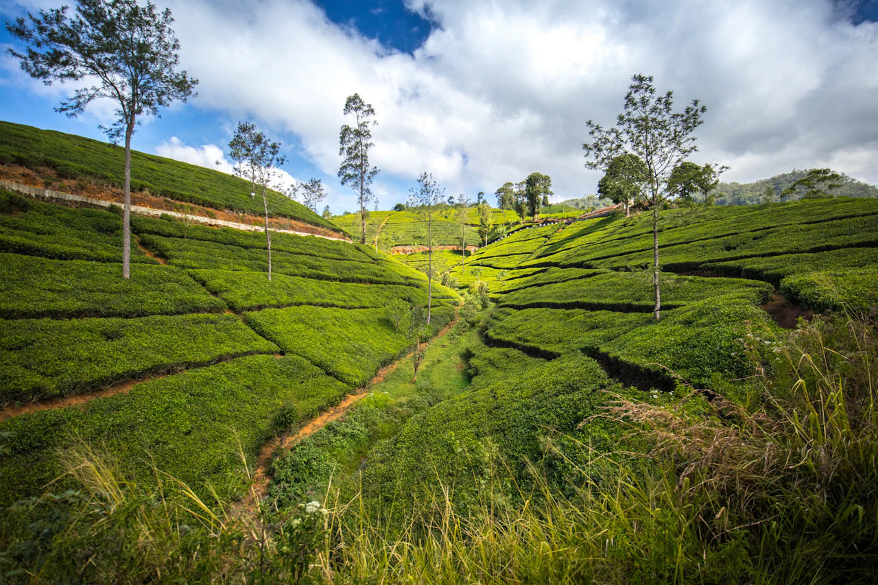 Ella + Nuwara Eliya + Pidurangala