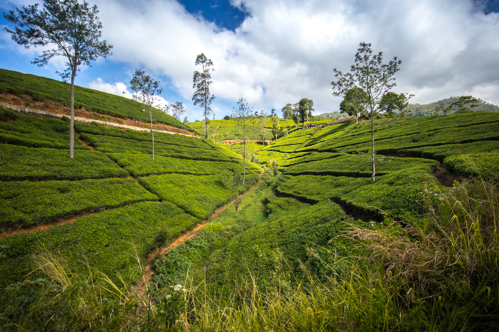 Ella, Nuwara Eliya & Pidurangala: 2-Day Tour