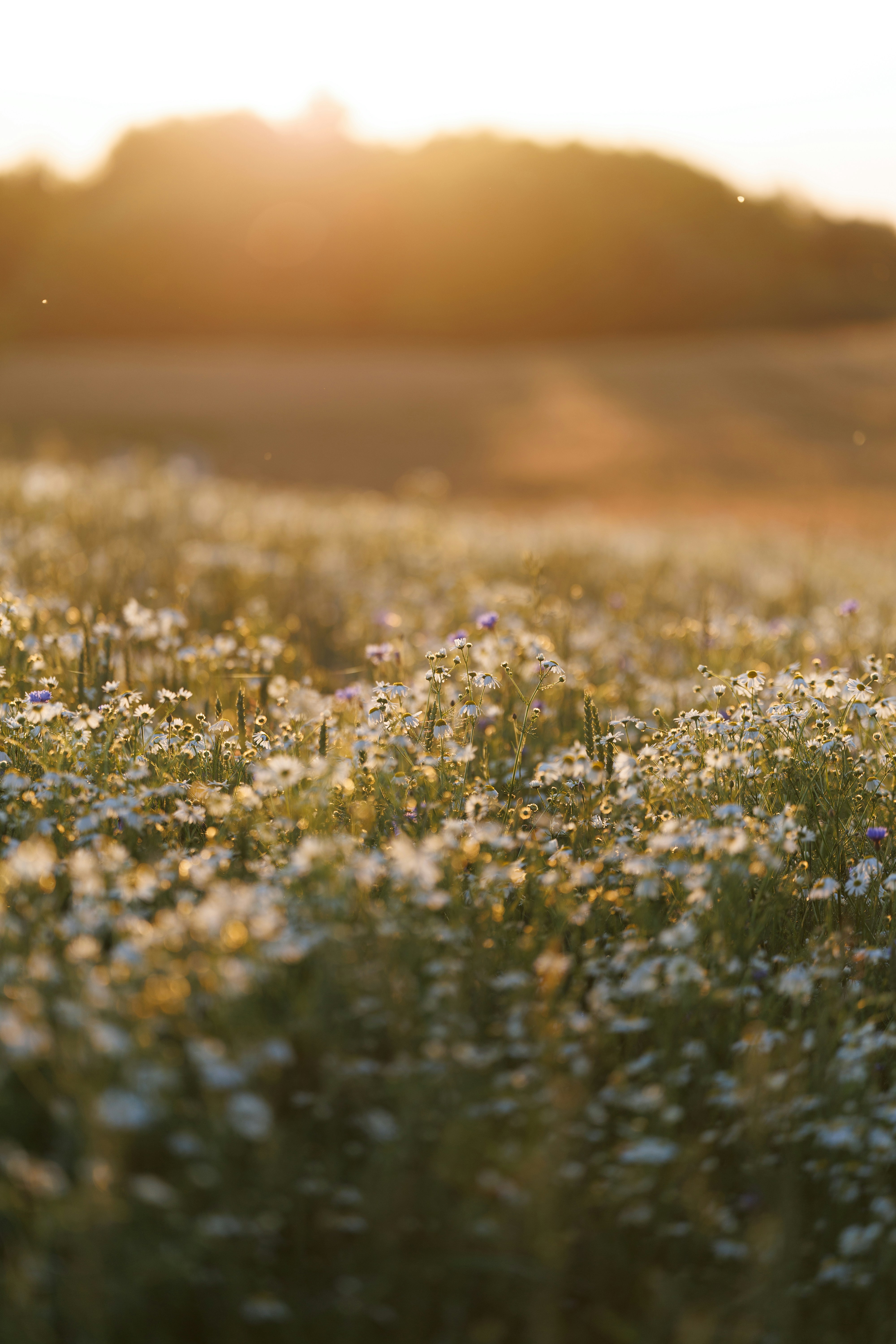 Field of white flowers bathed in golden sunset light.