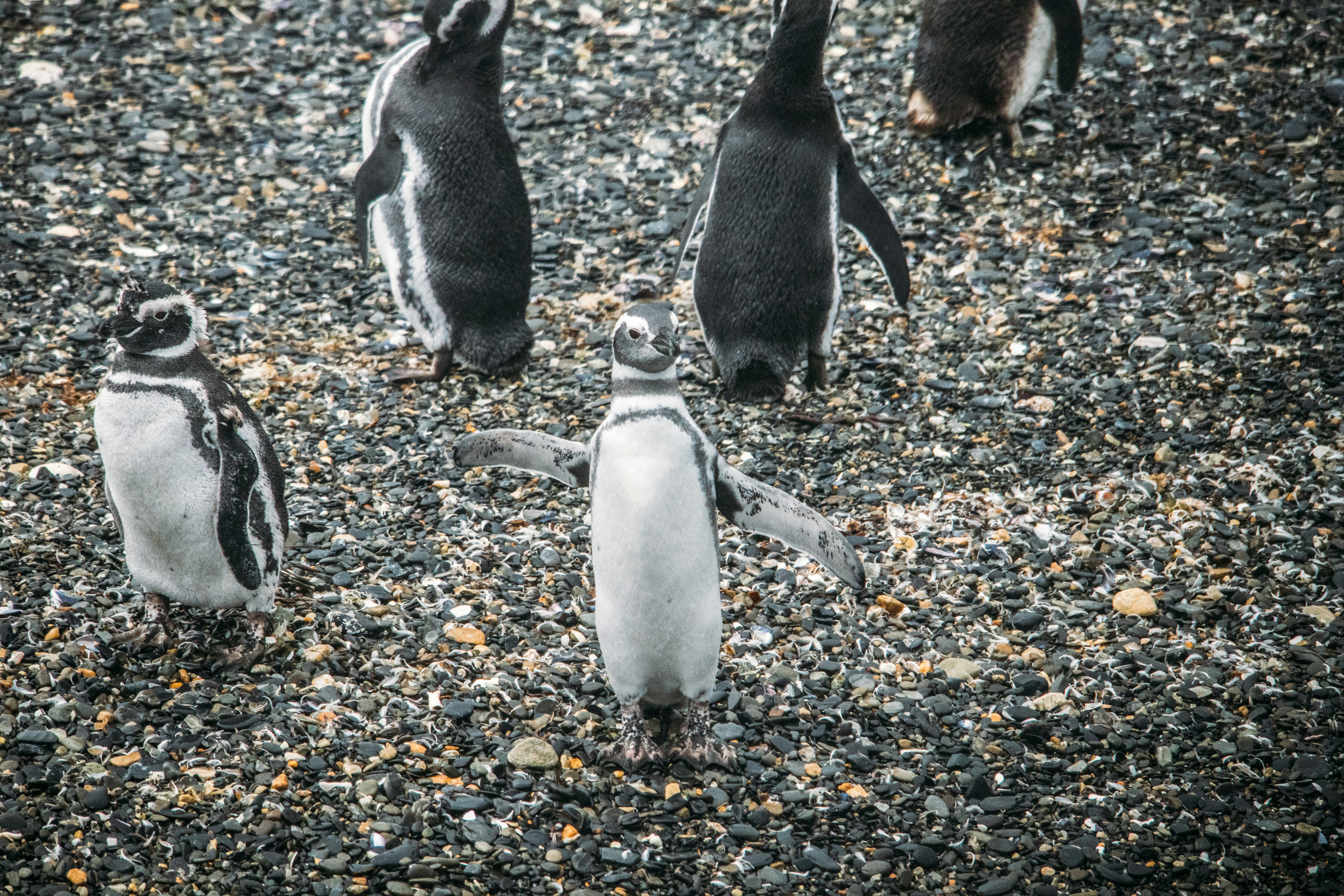 Several penguins stand on a rocky beach.