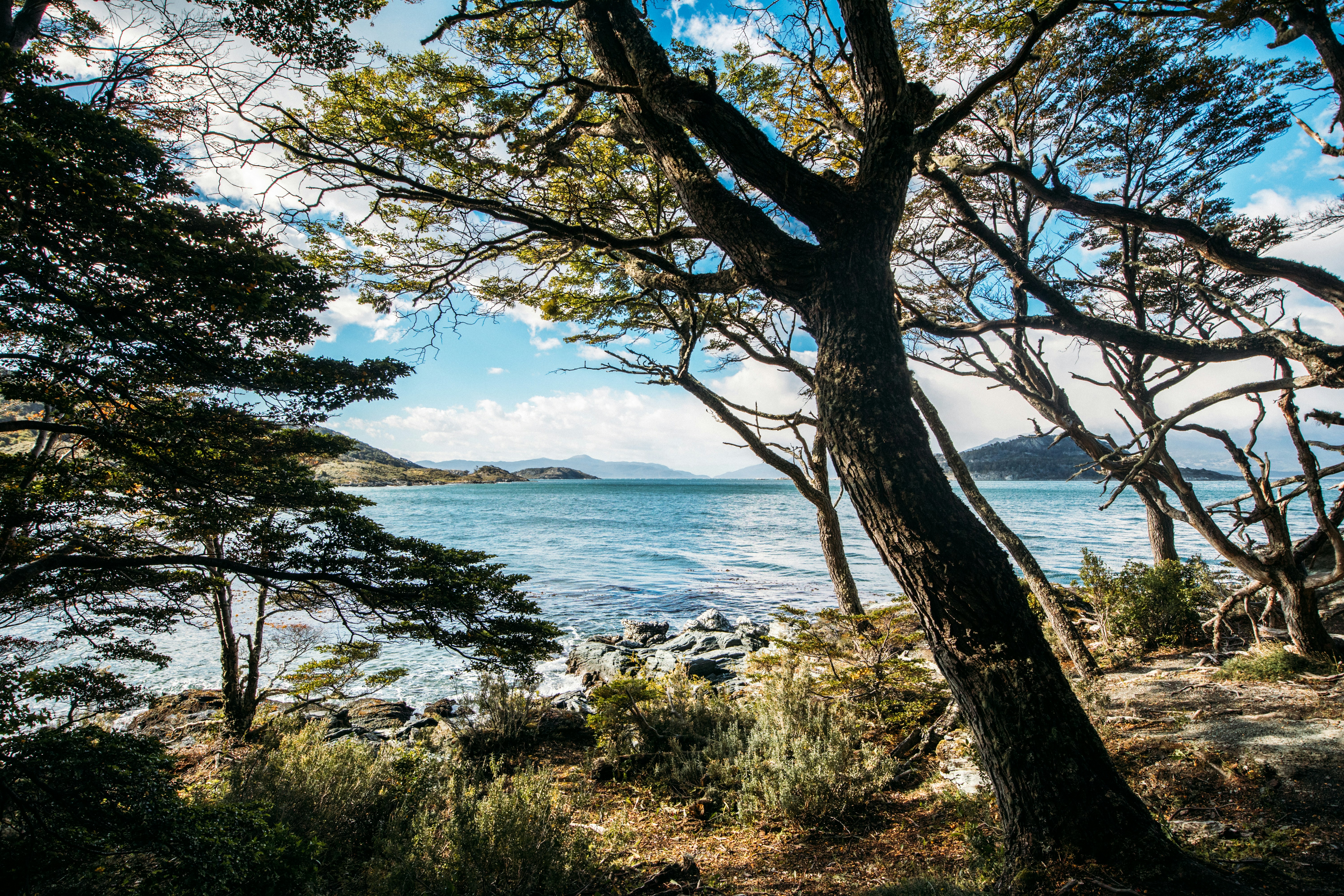 Coastal trees frame a tranquil bay with distant mountains.