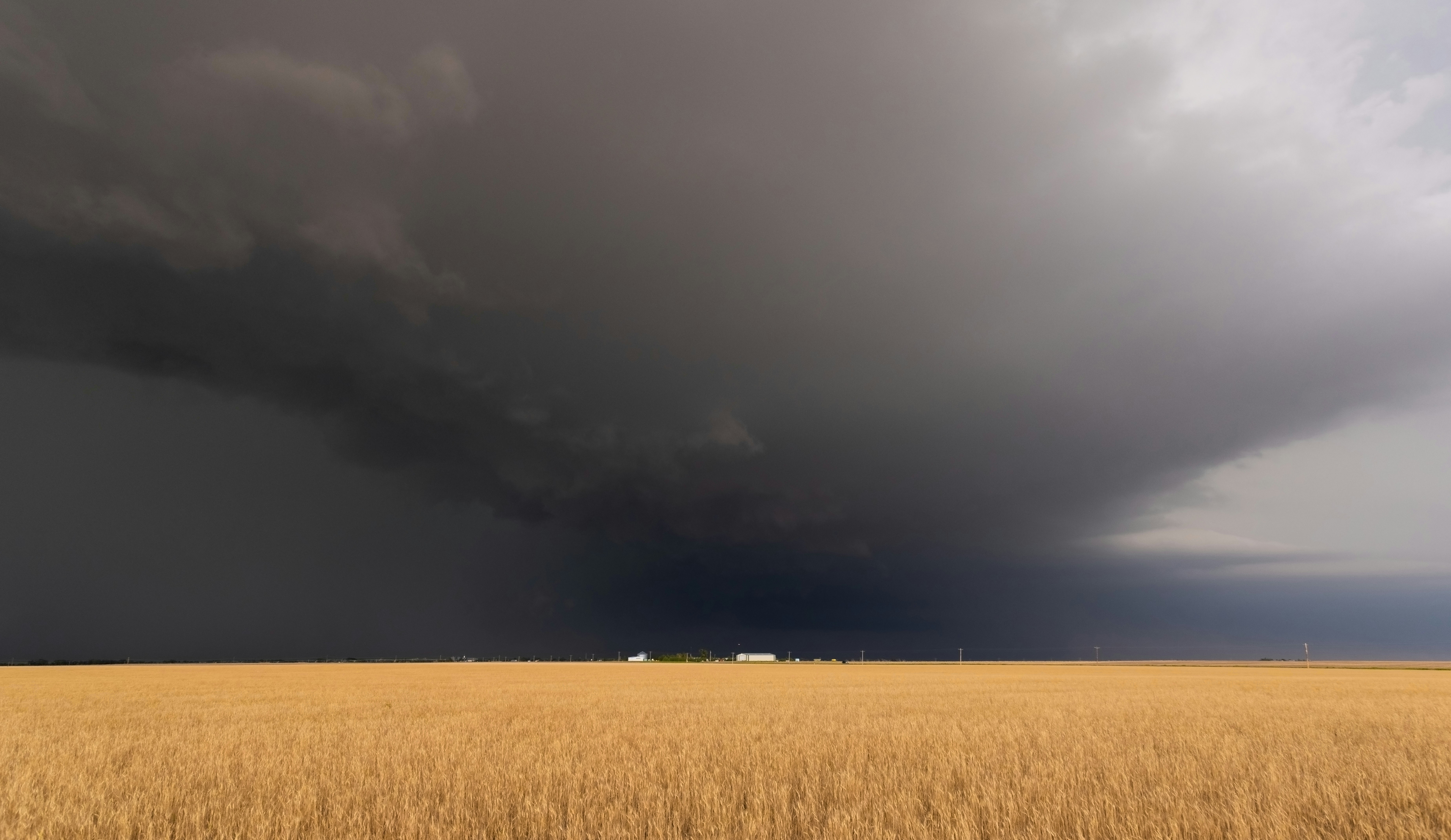 A vast golden field under a massive, dark storm cloud