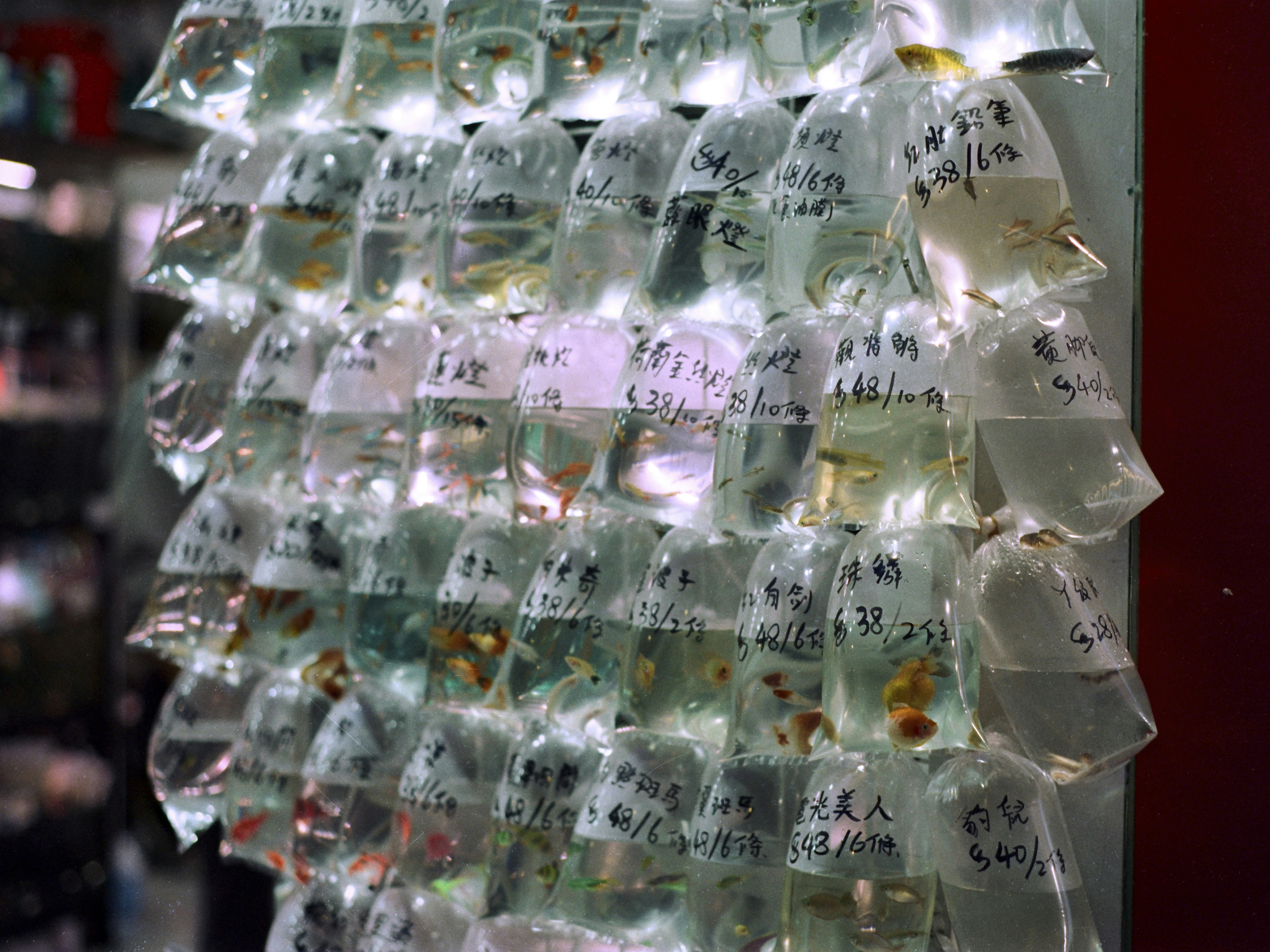 Molti piccoli pesci in sacchetti di plastica esposti in vendita.