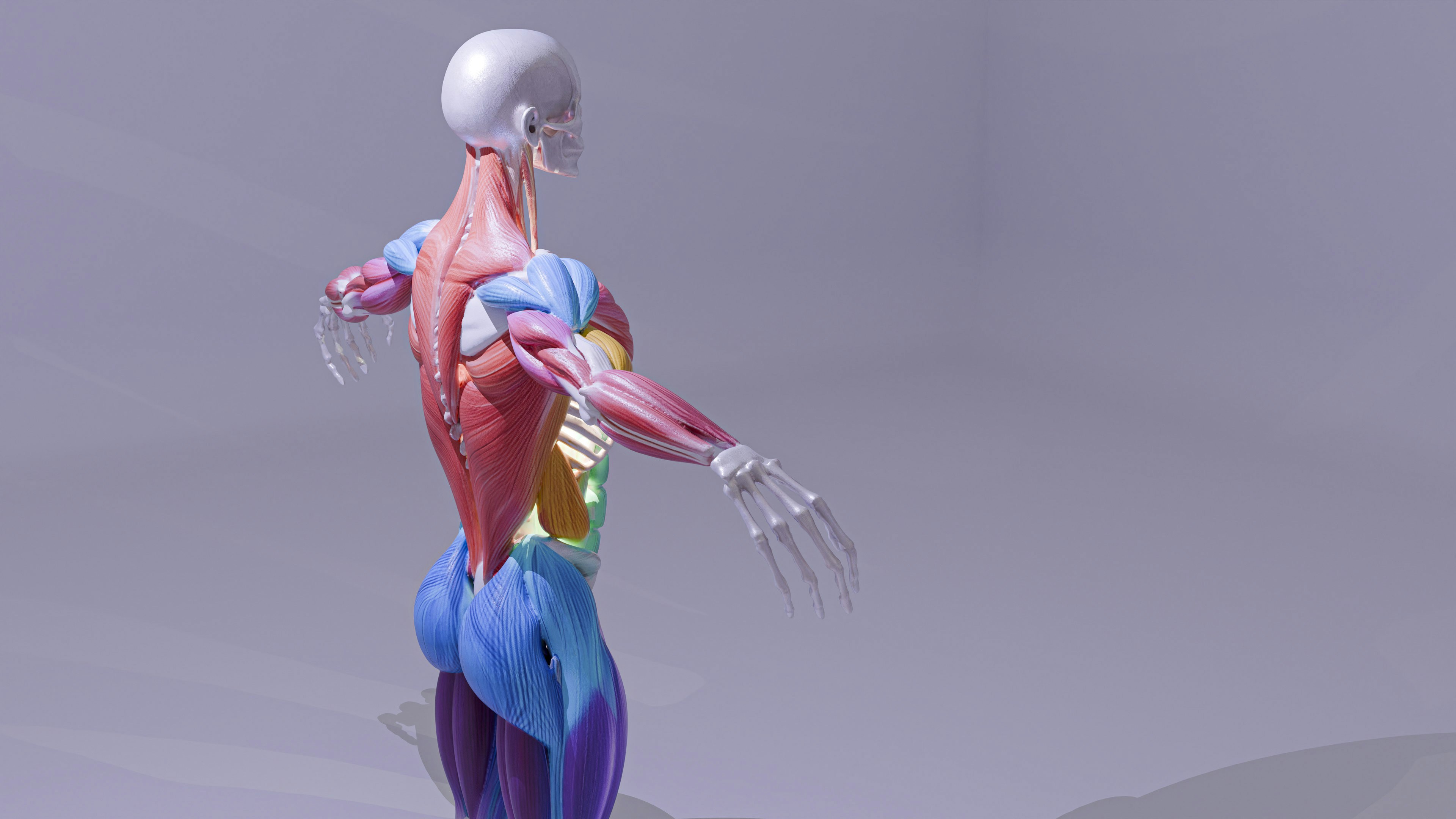 3D anatomical model showing human muscles and skeleton