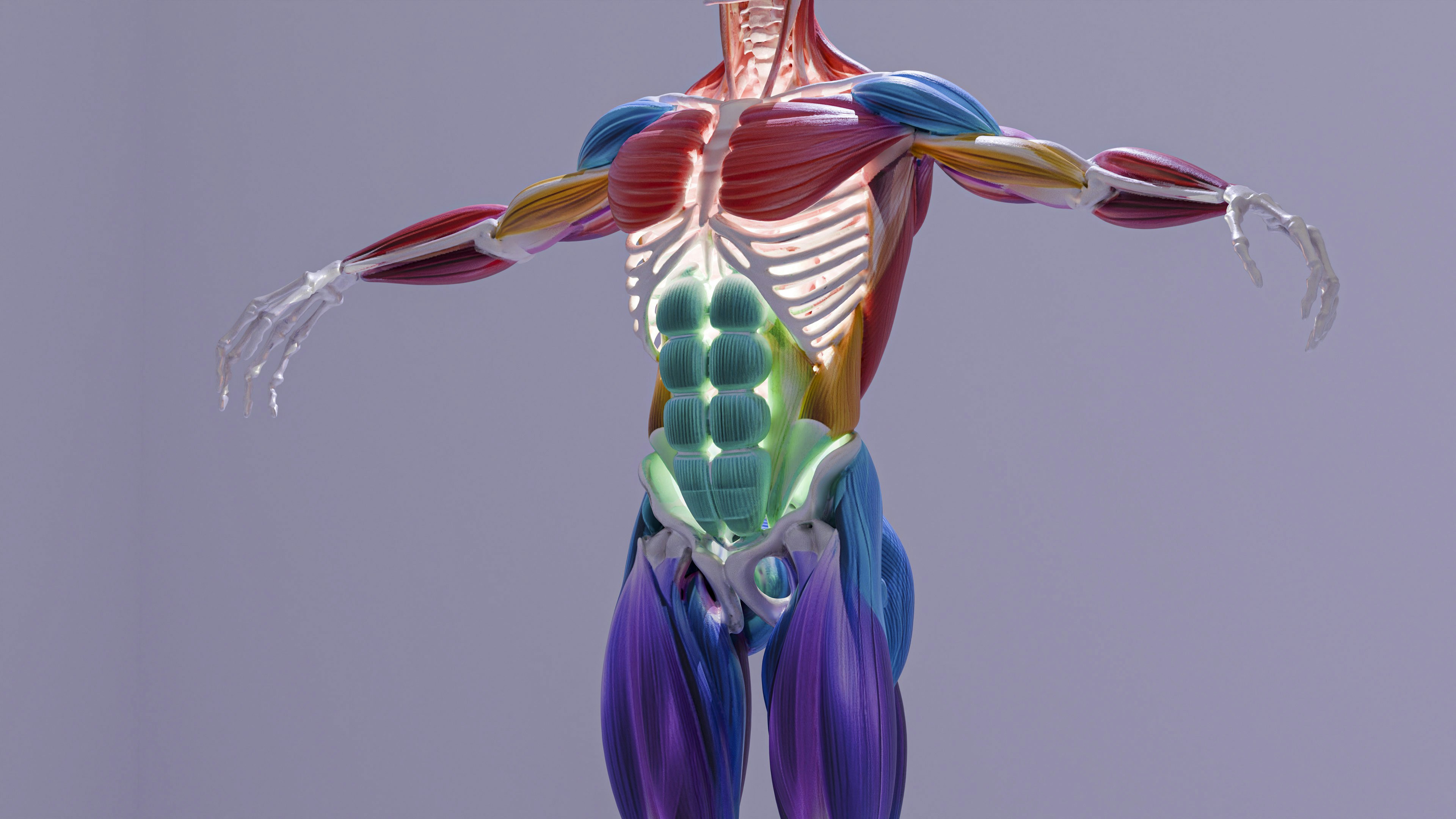 Colorful 3D human muscular system anatomy on a gray background.