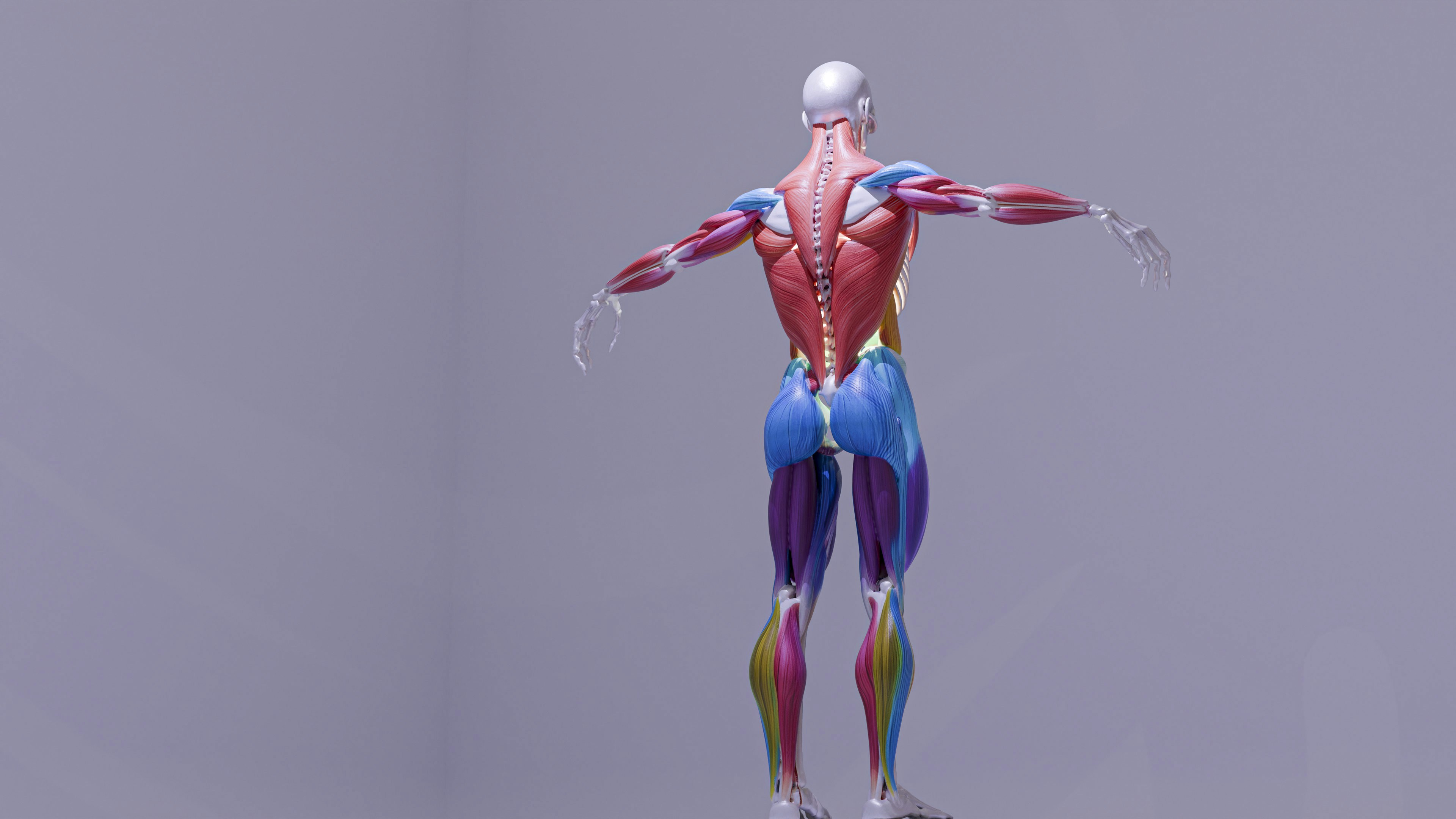 Renderizzazione 3D del sistema muscolare umano dalla schiena