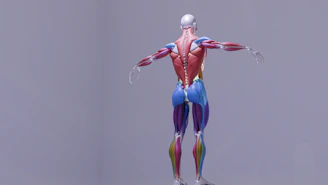 3D rendering of human muscular system from the back