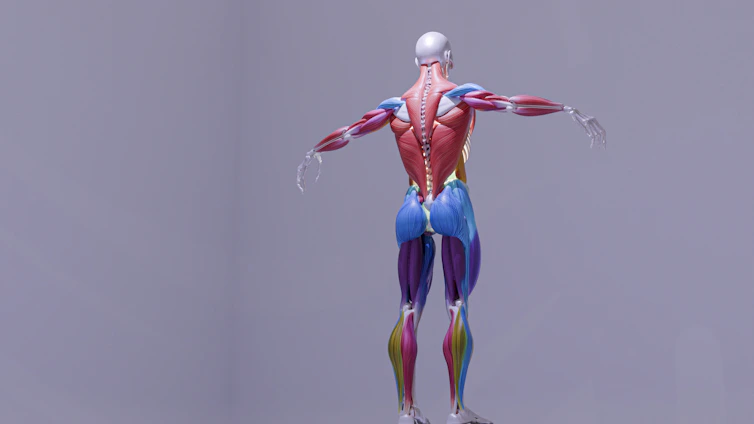 3D rendering of human muscular system from the back