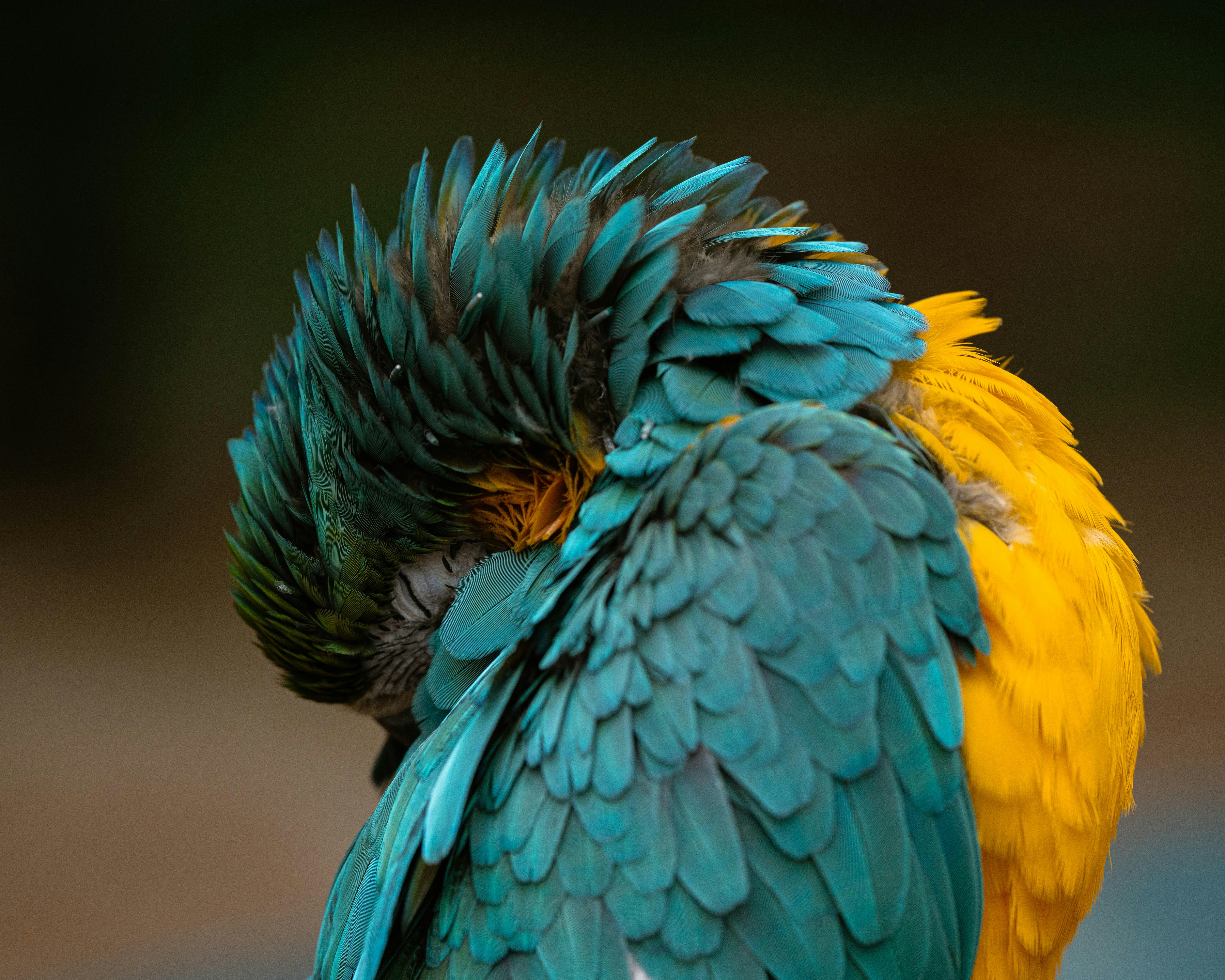 A vibrant blue and yellow macaw preening its feathers.