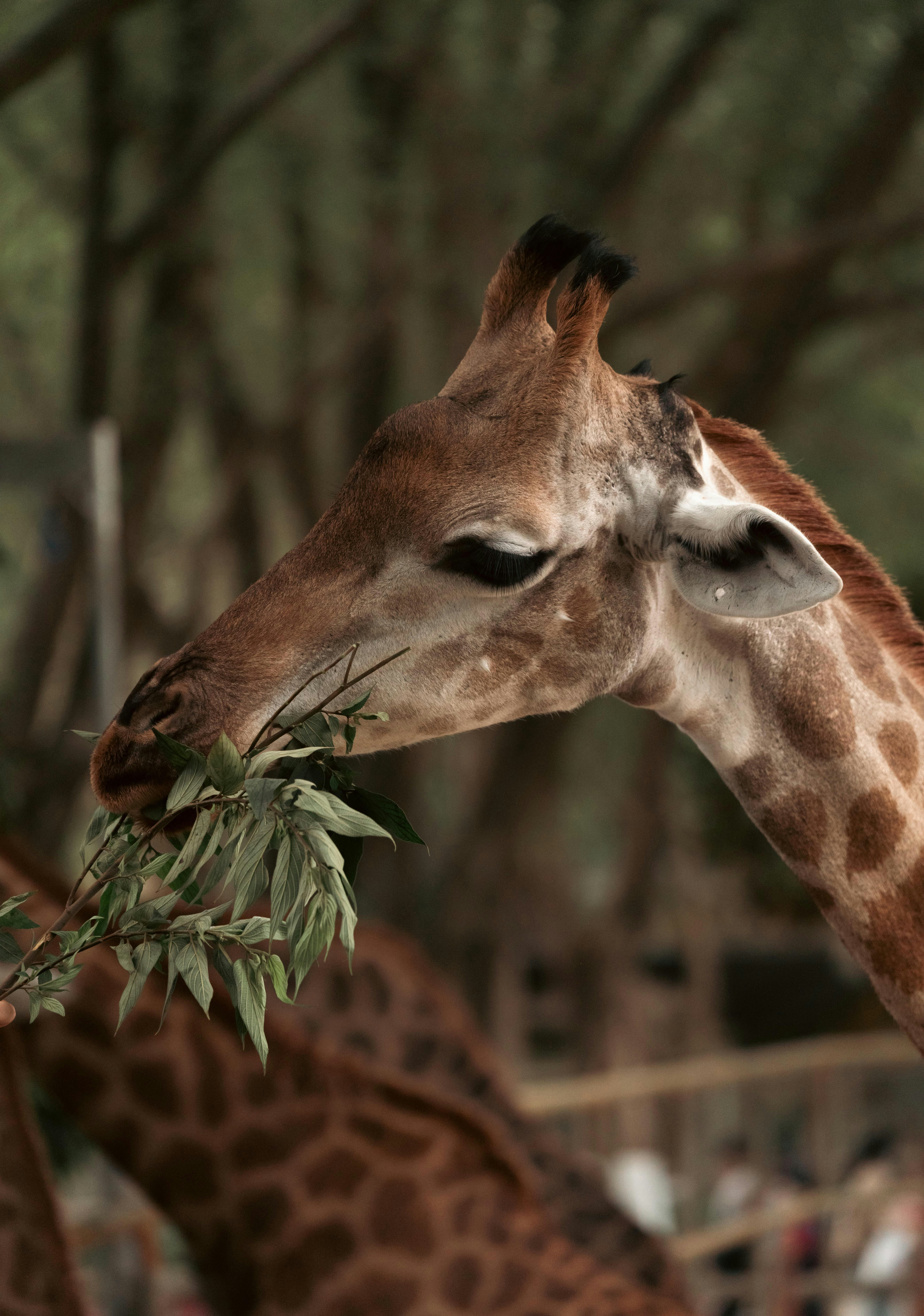 A giraffe eats green leaves from a branch.