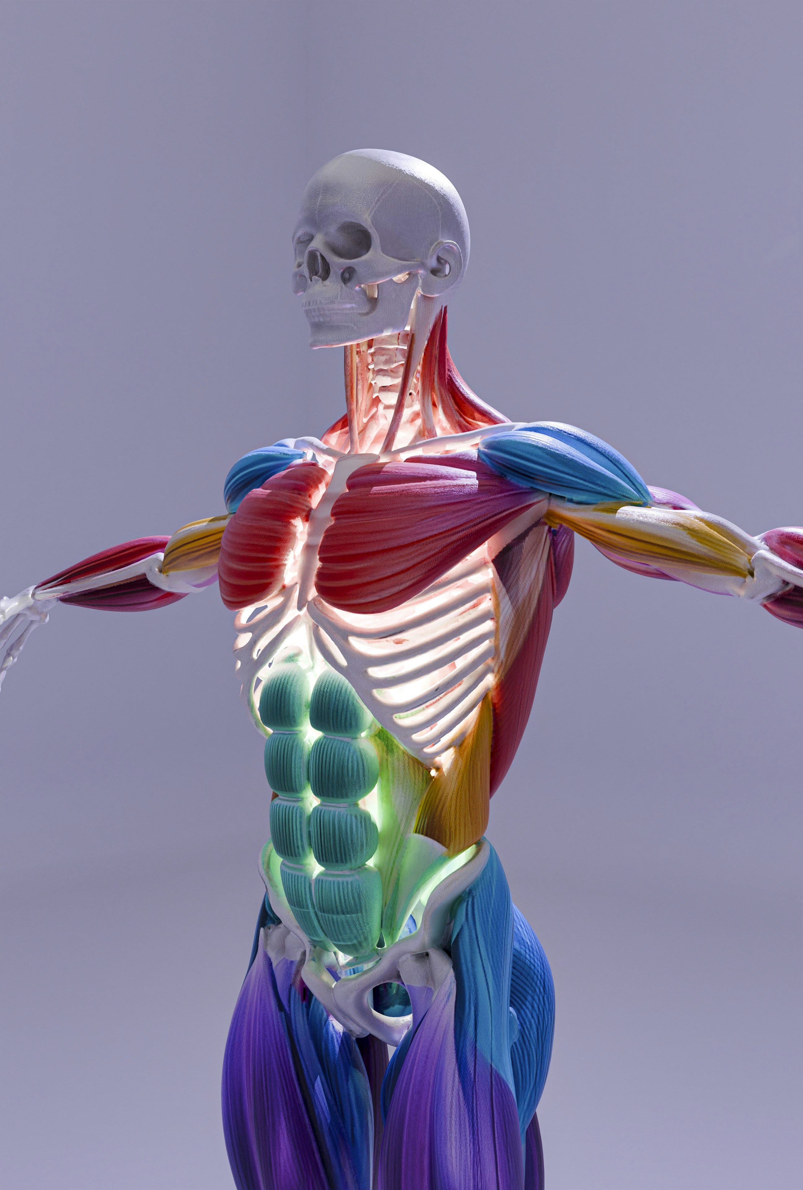 pregnant belly abdominal muscle, wallpaper, Diastasis Recti: Penyebab, Gejala, dan Cara Penanganannya 6