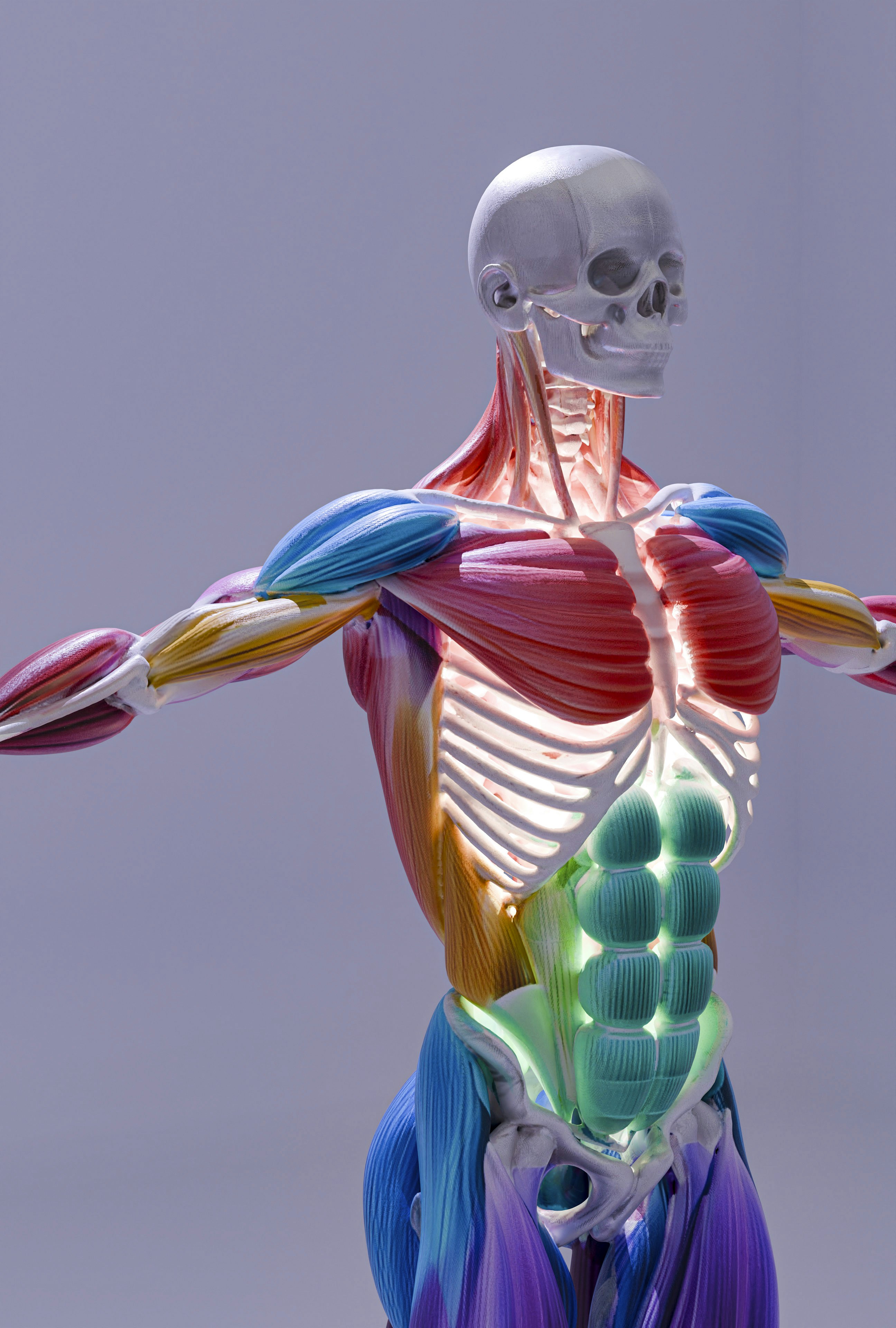 Human anatomy musculature