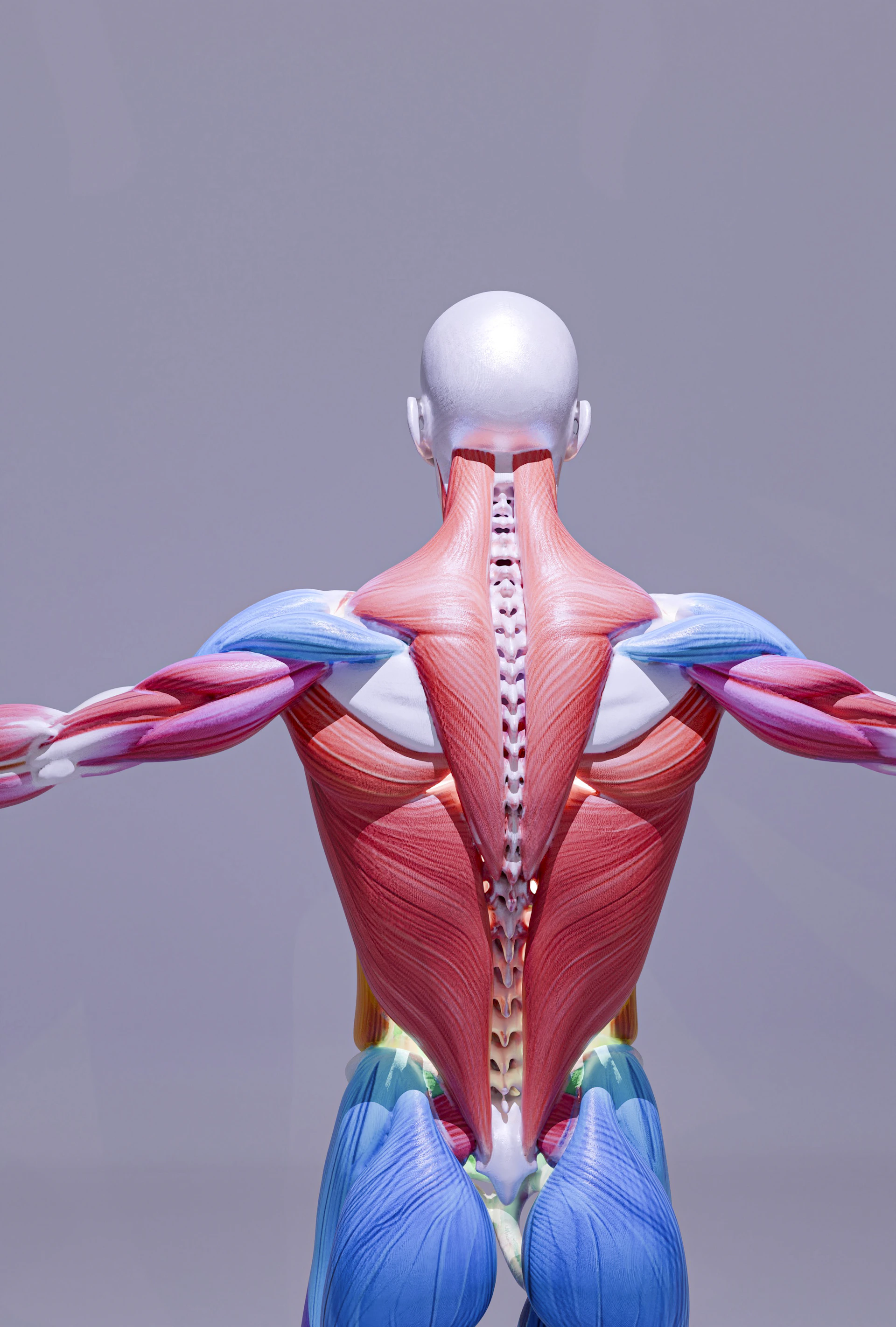 Human anatomy model displaying back muscles and spinal column.