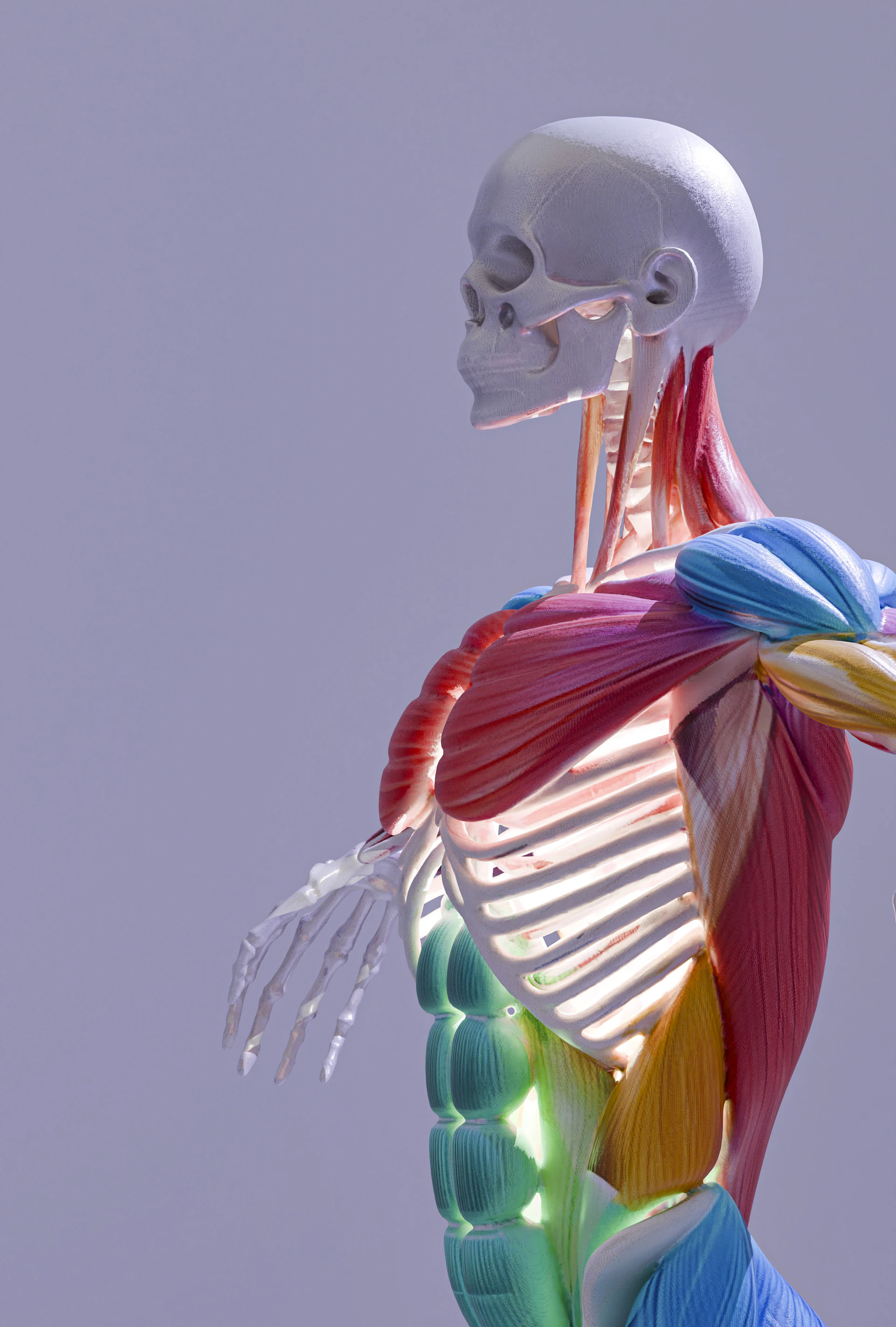 Anatomical model showing human skeleton and colorful muscles.