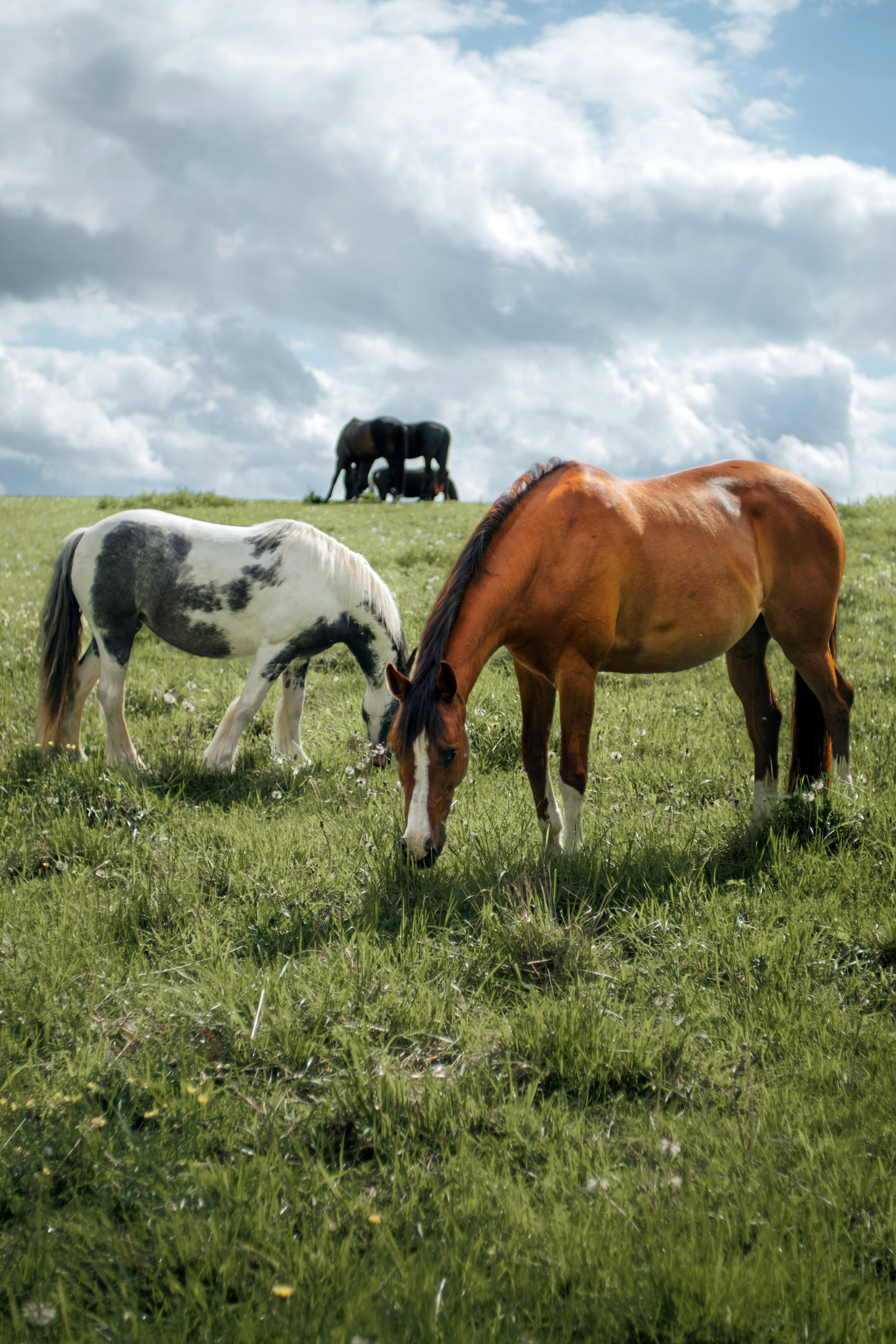 Horses grazing on a green hill under cloudy sky