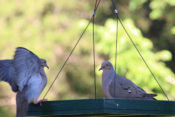 Two doves on a bird feeder, one with wings spread