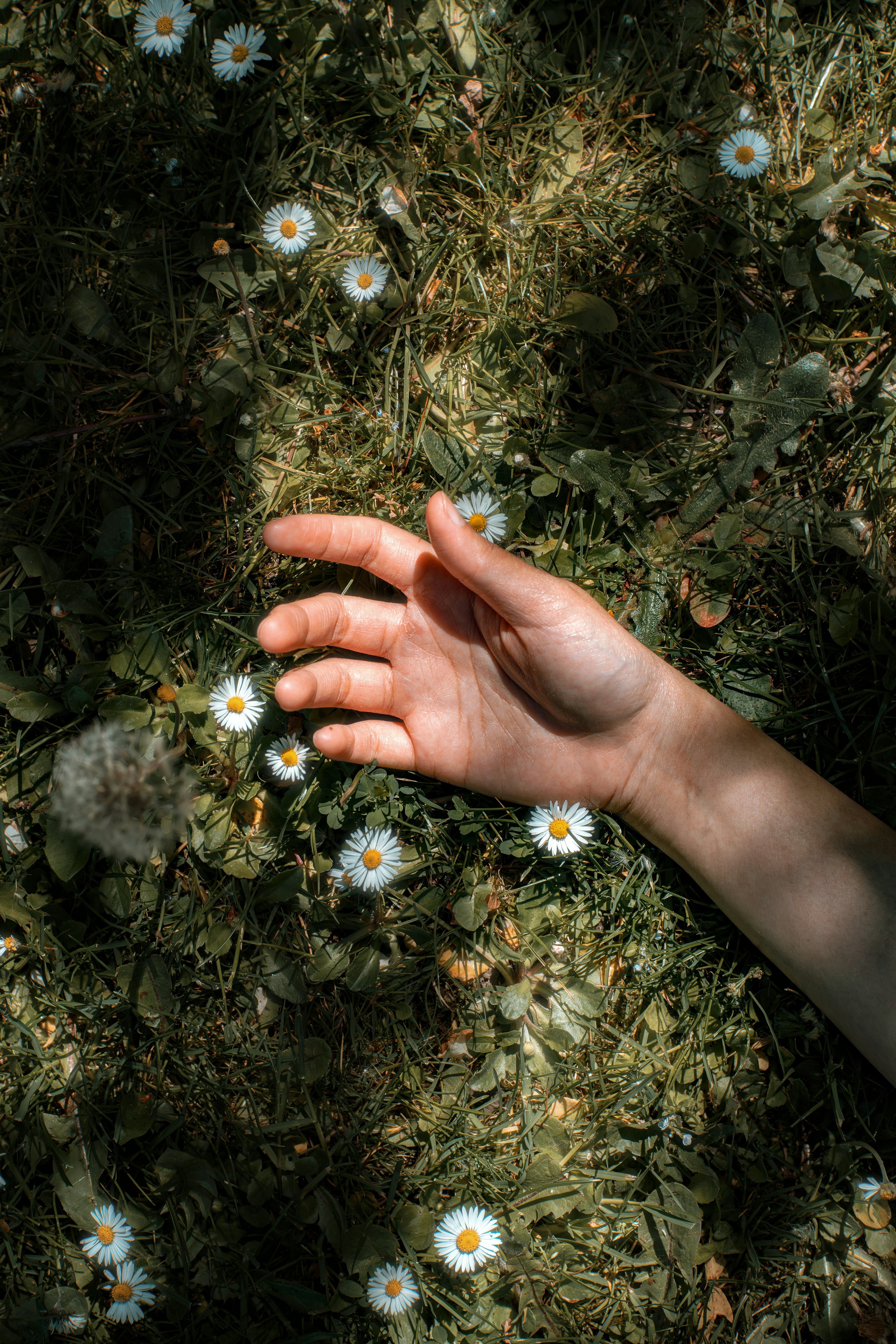 Hand on grass with daisies in dappled light