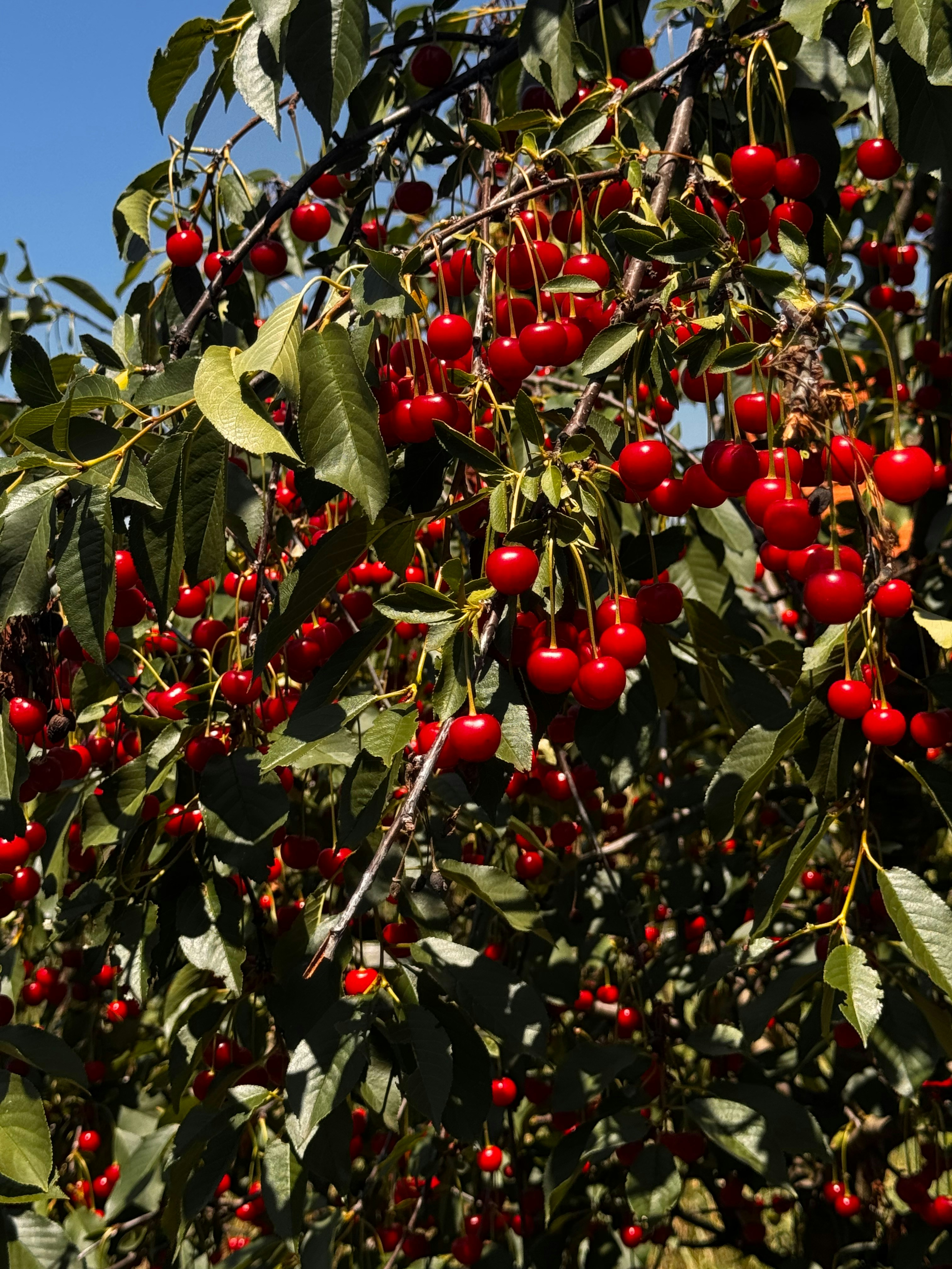 Ripe red cherries hanging abundantly from a tree branch.