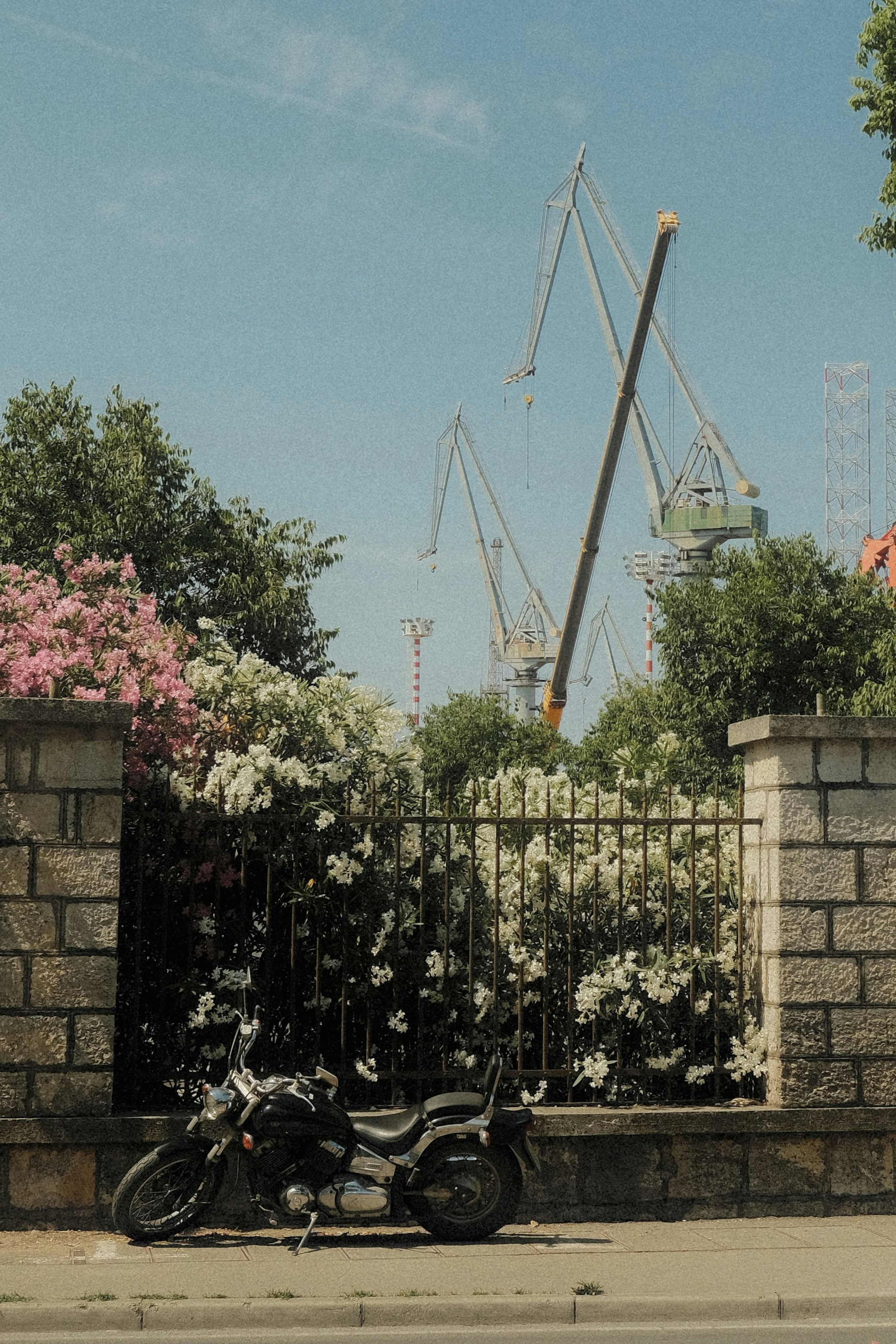 Black motorcycle parked near flowering bushes and industrial cranes.