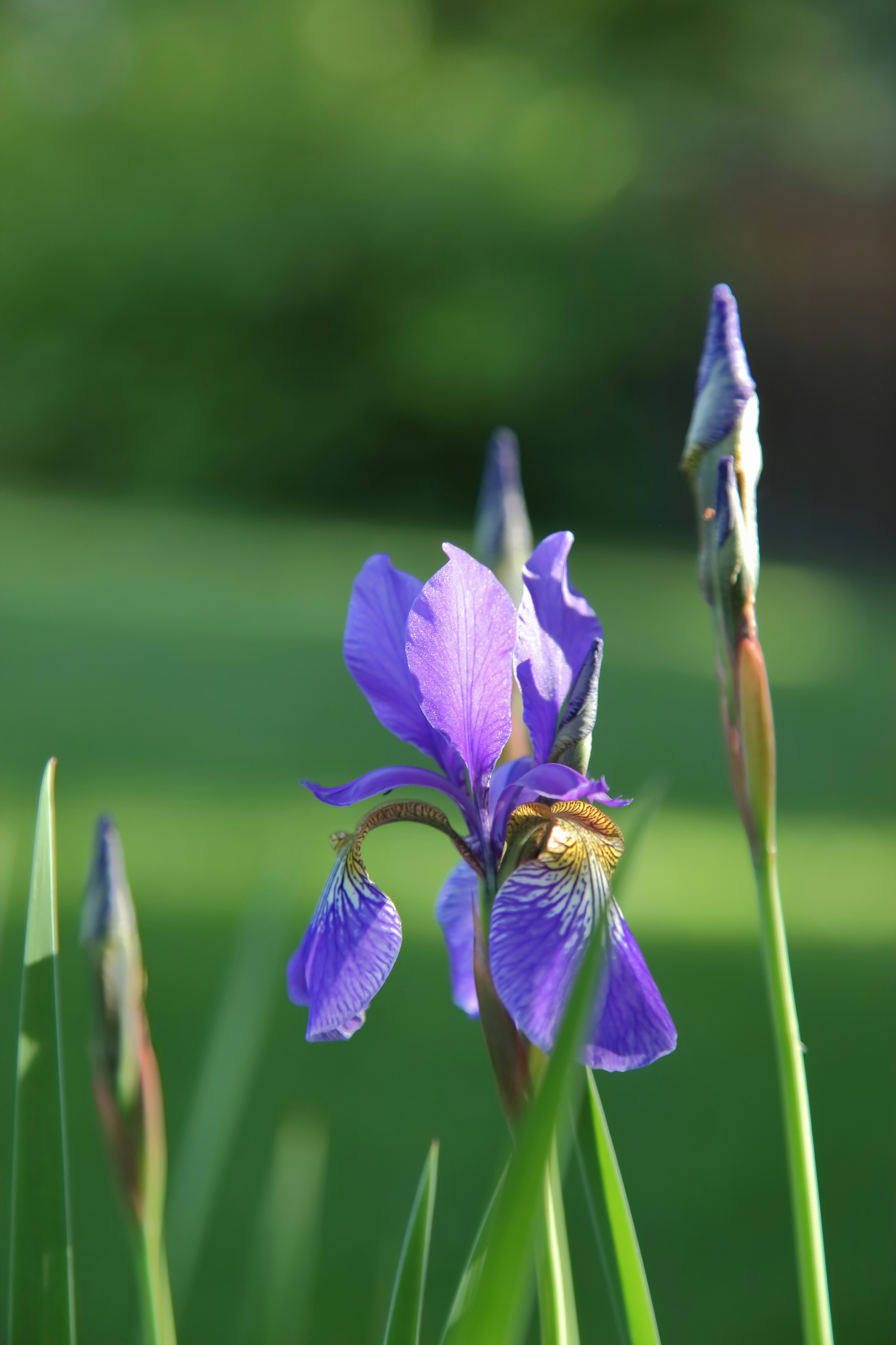 A vibrant purple iris flower blooms among green buds.