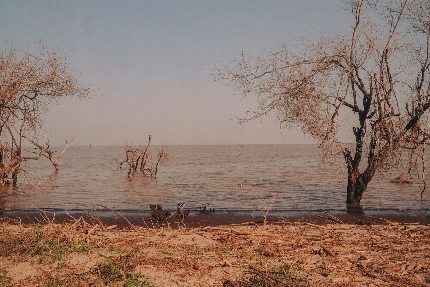 Drowned fever trees standing in the lake